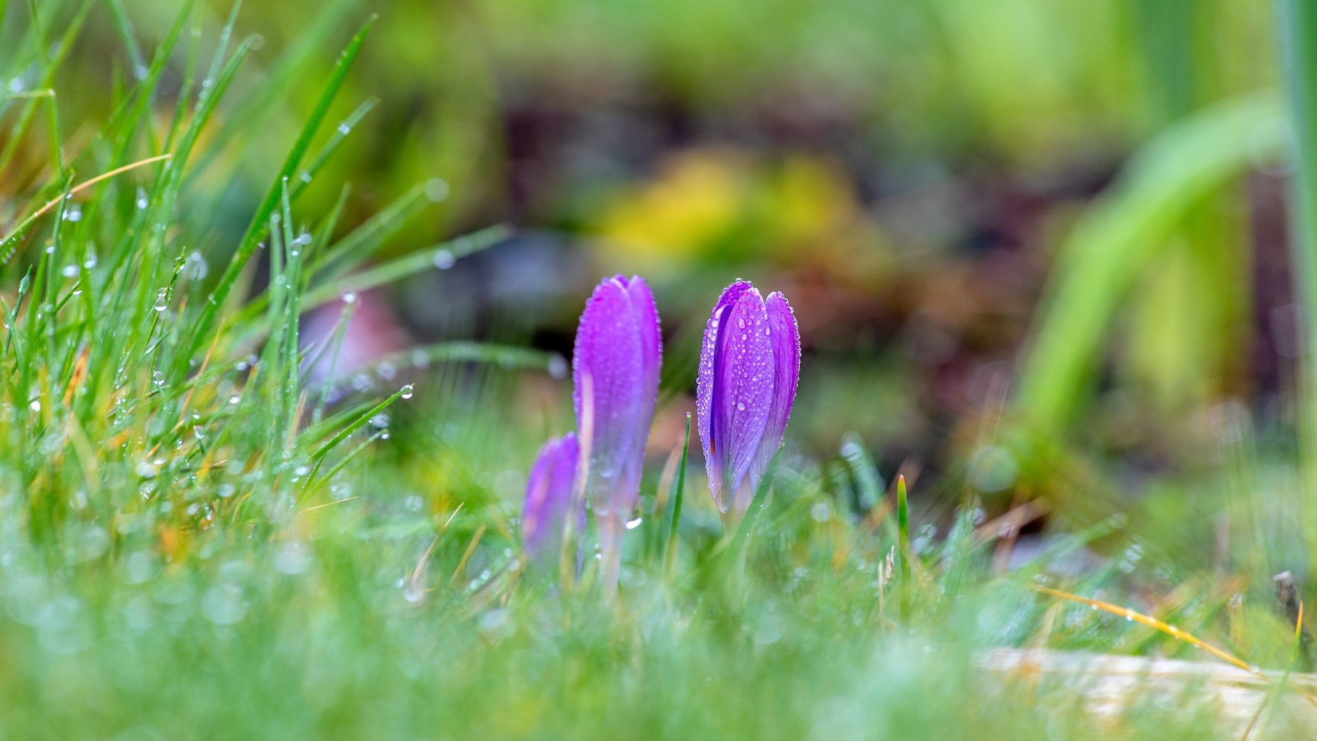 Purple crocuses with water droplets in grass HD Wallpaper