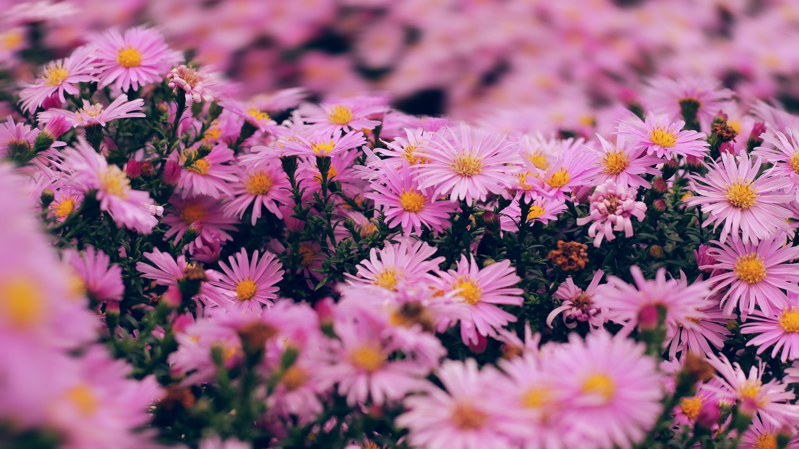 Close-up of pink aster flowers in bloom HD Wallpaper