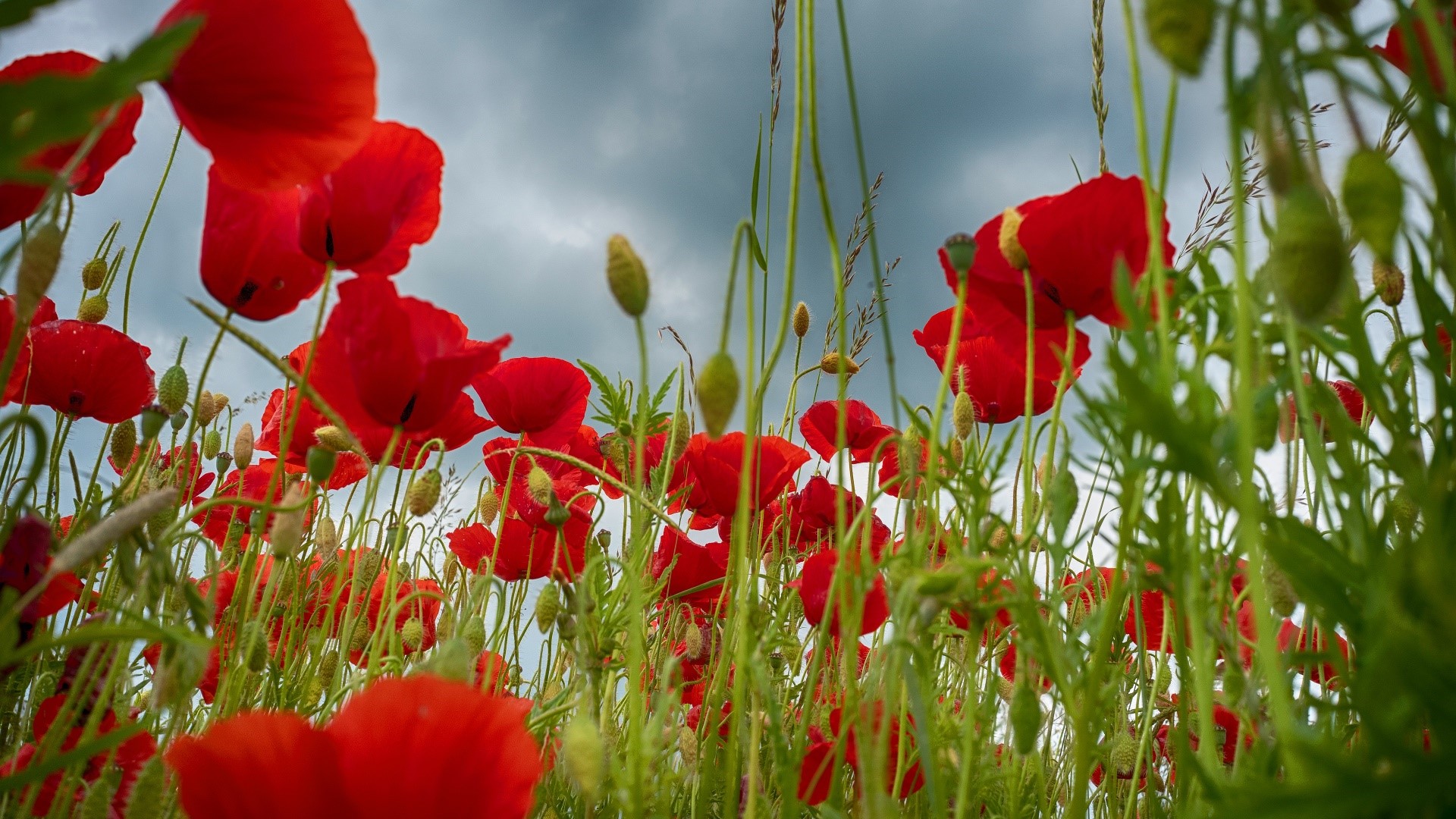 Field of red poppies under a cloudy sky HD Wallpaper