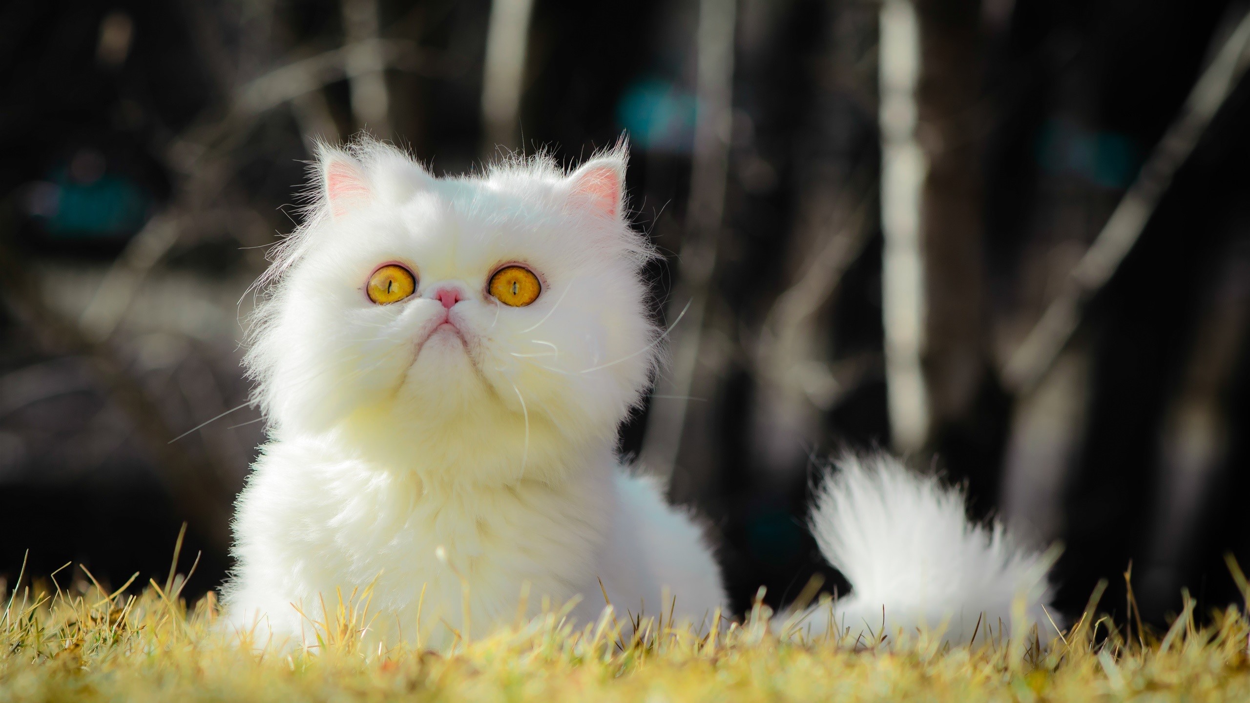 White Persian cat with yellow eyes in grass HD Wallpaper
