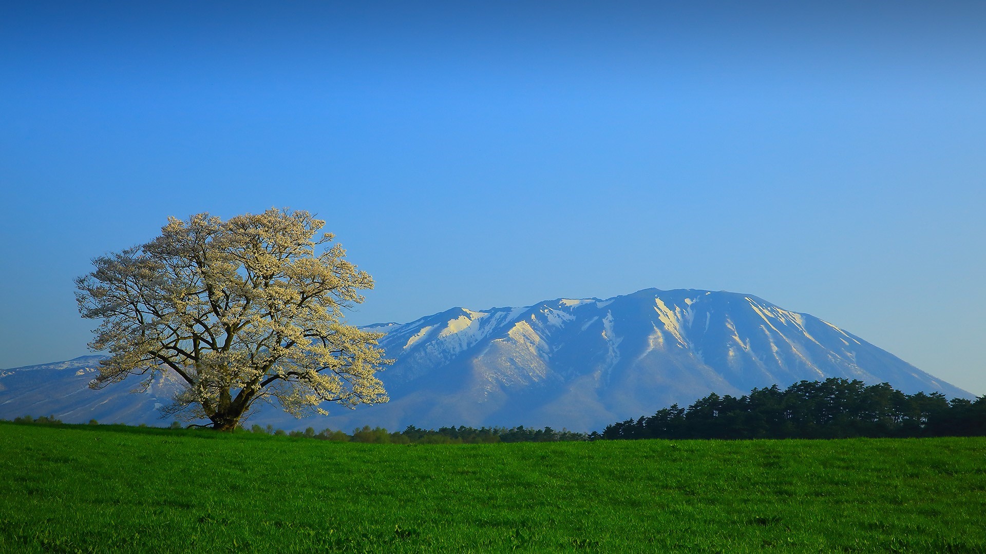 Cherry blossom tree in front of snow-capped mountains in Japan HD Wallpaper