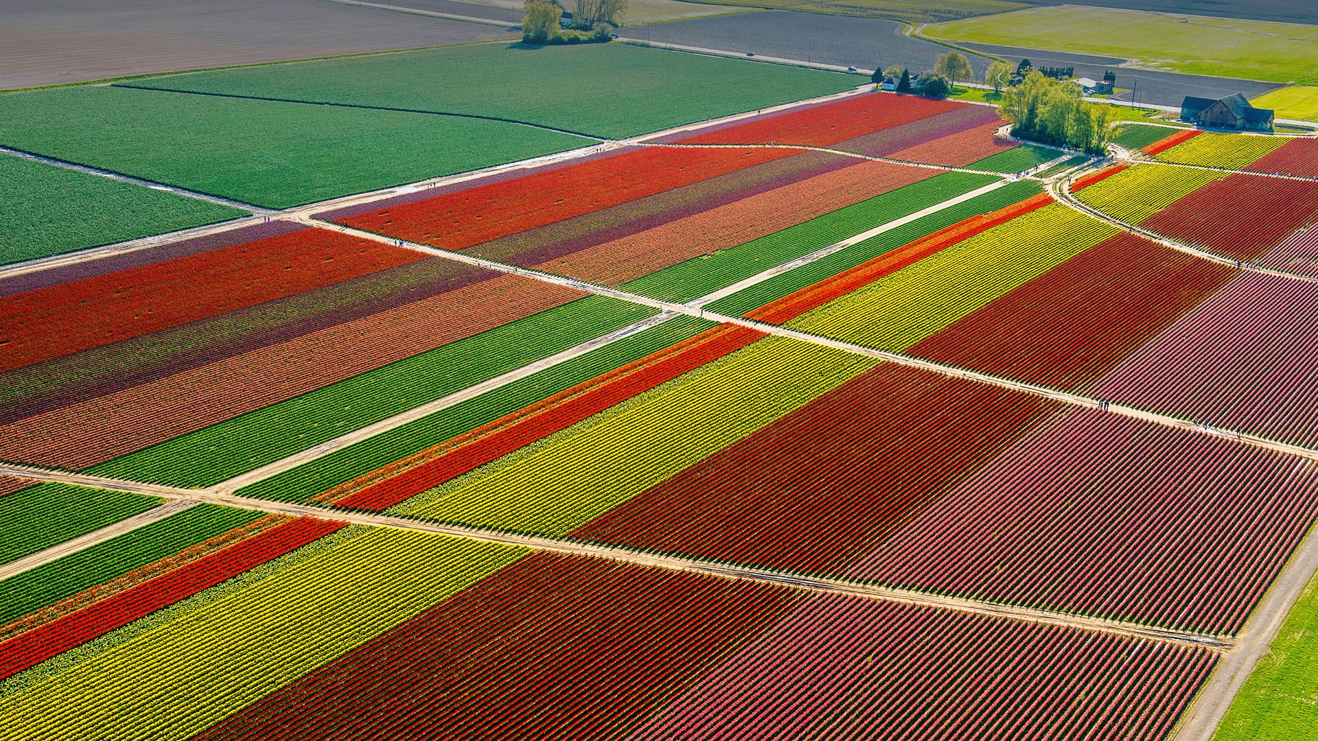 Aerial view of colorful tulip fields in Skagit Valley, Washington HD Wallpaper