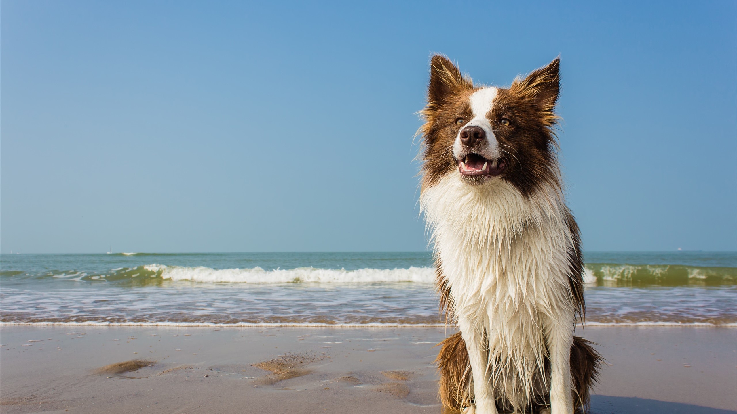 Wet border collie dog sitting on a sandy beach with ocean waves HD Wallpaper