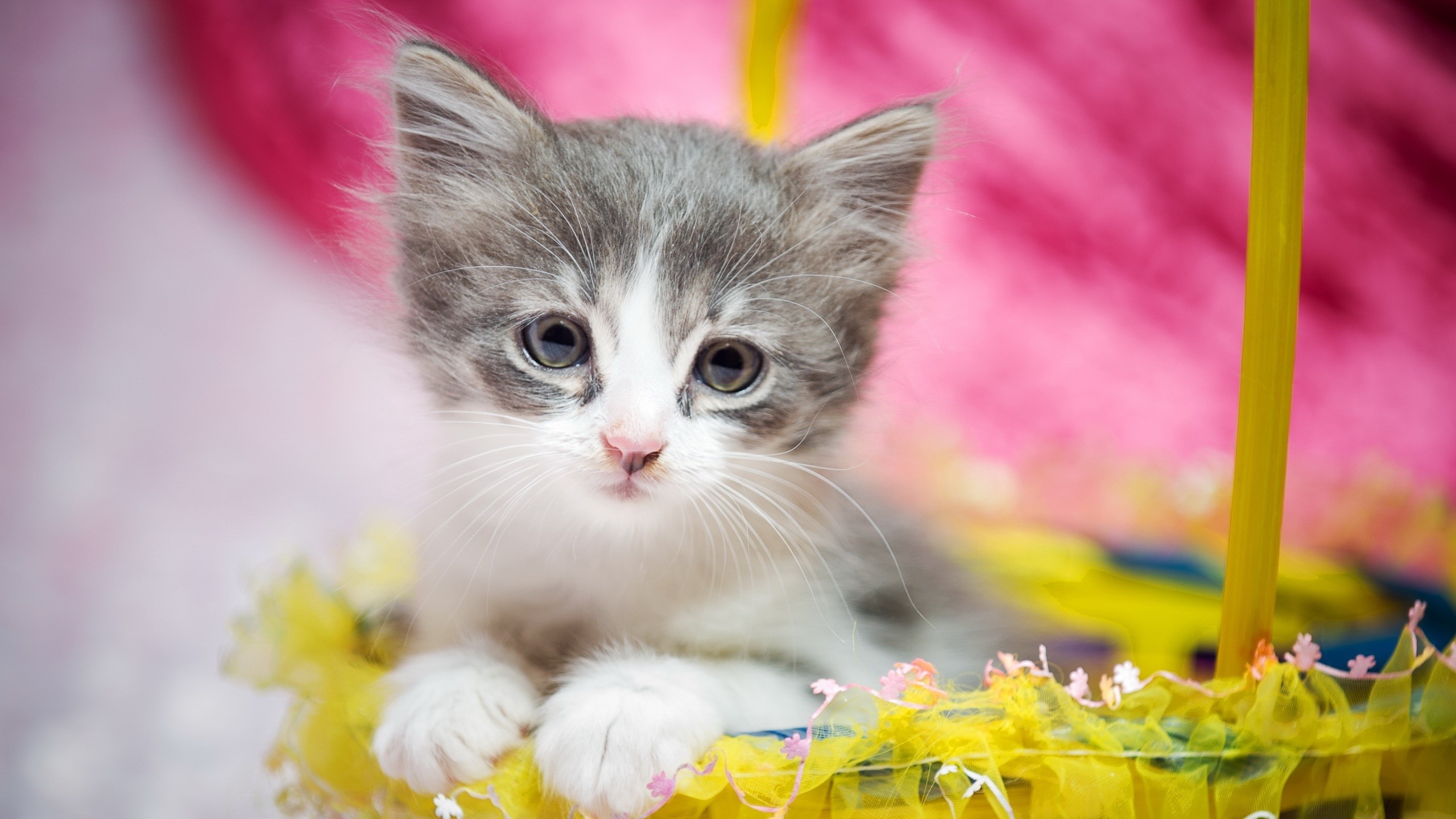 A fluffy grey and white kitten sits in a yellow basket HD Wallpaper