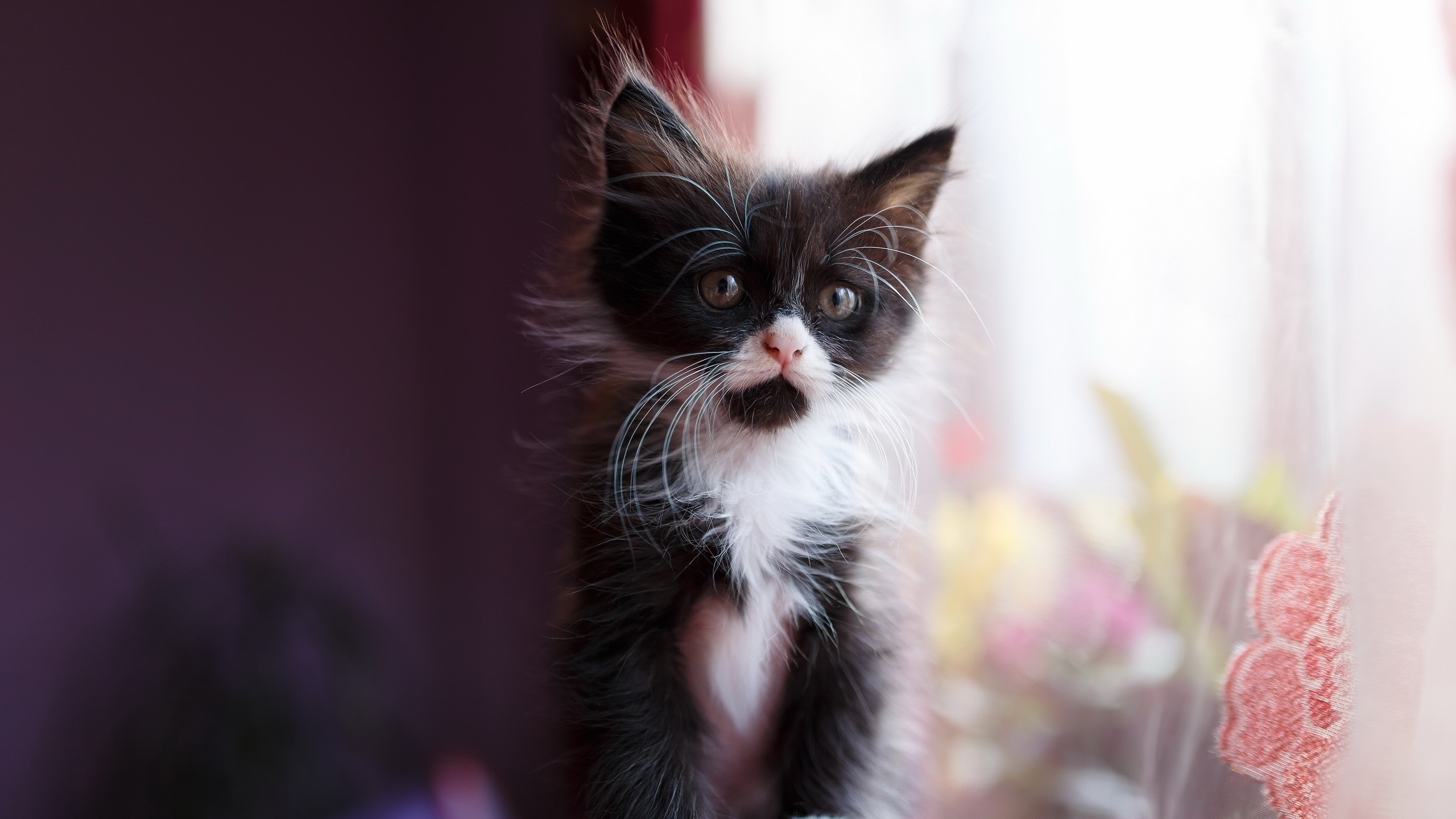 A fluffy black and white kitten sits near a window HD Wallpaper