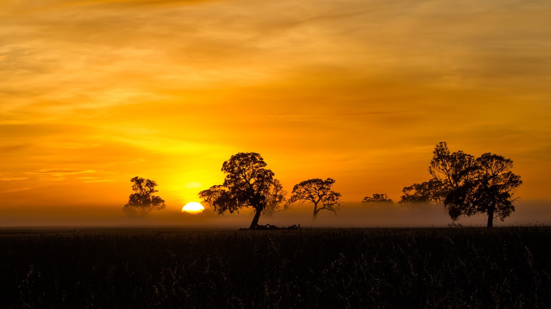 Sunset over a misty field with silhouetted trees HD Wallpaper