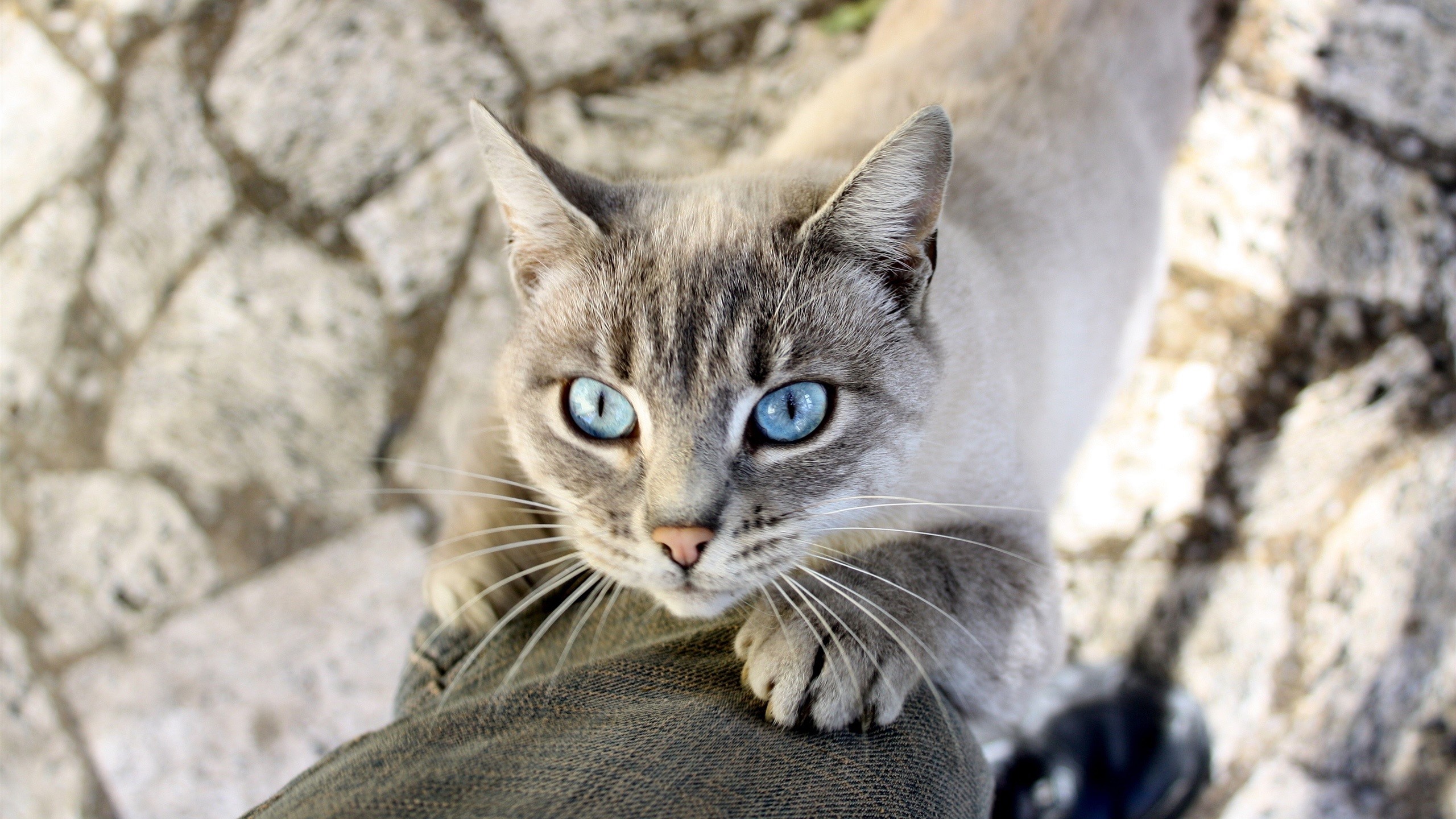 Cat with striking blue eyes on a stone path HD Wallpaper