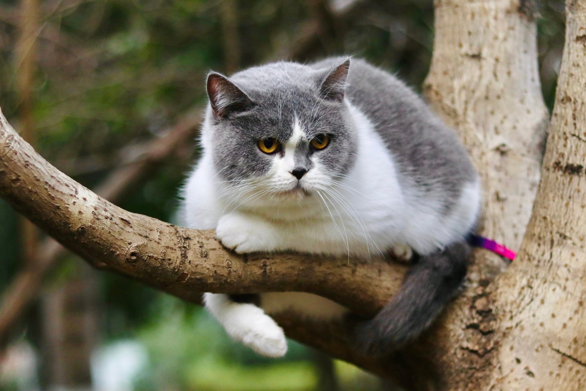 A British Shorthair cat sits on a tree branch HD Wallpaper