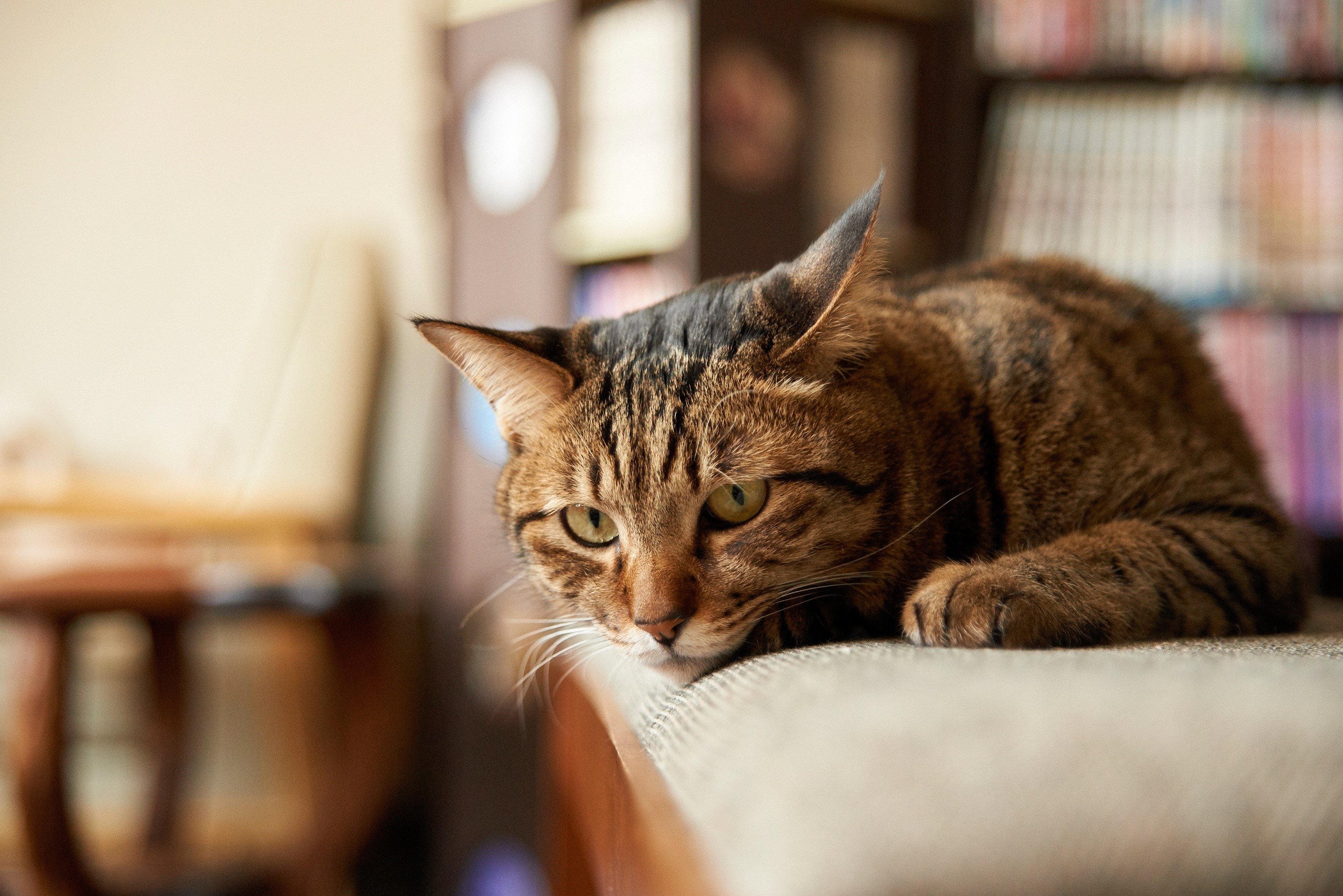 Tabby cat resting on a couch indoors HD Wallpaper