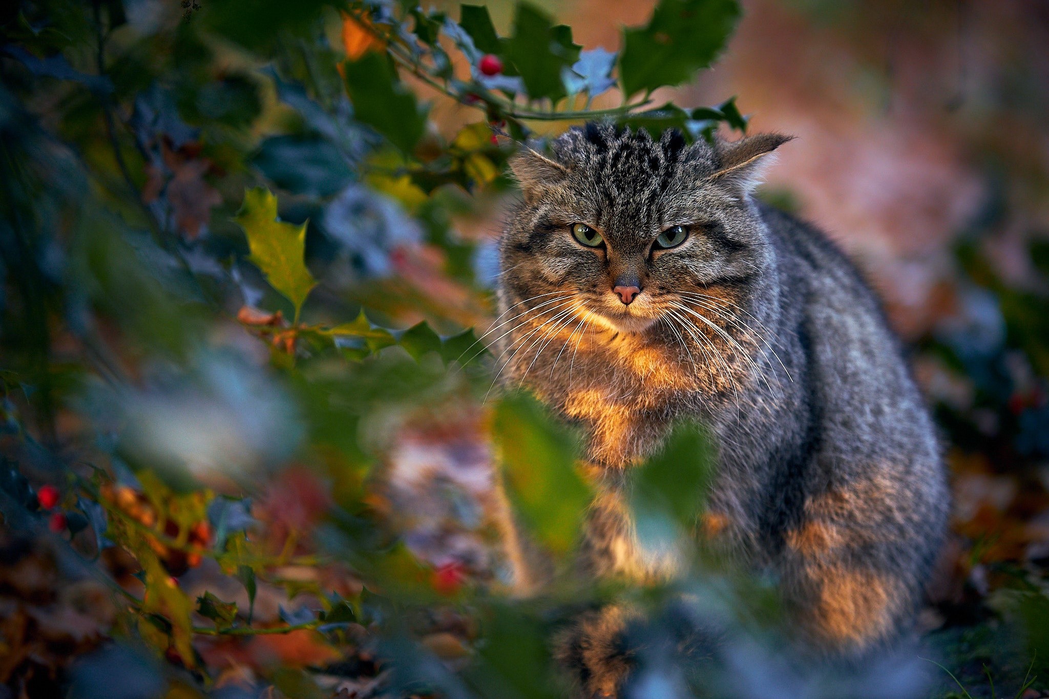 Wildcat sitting in foliage HD Wallpaper