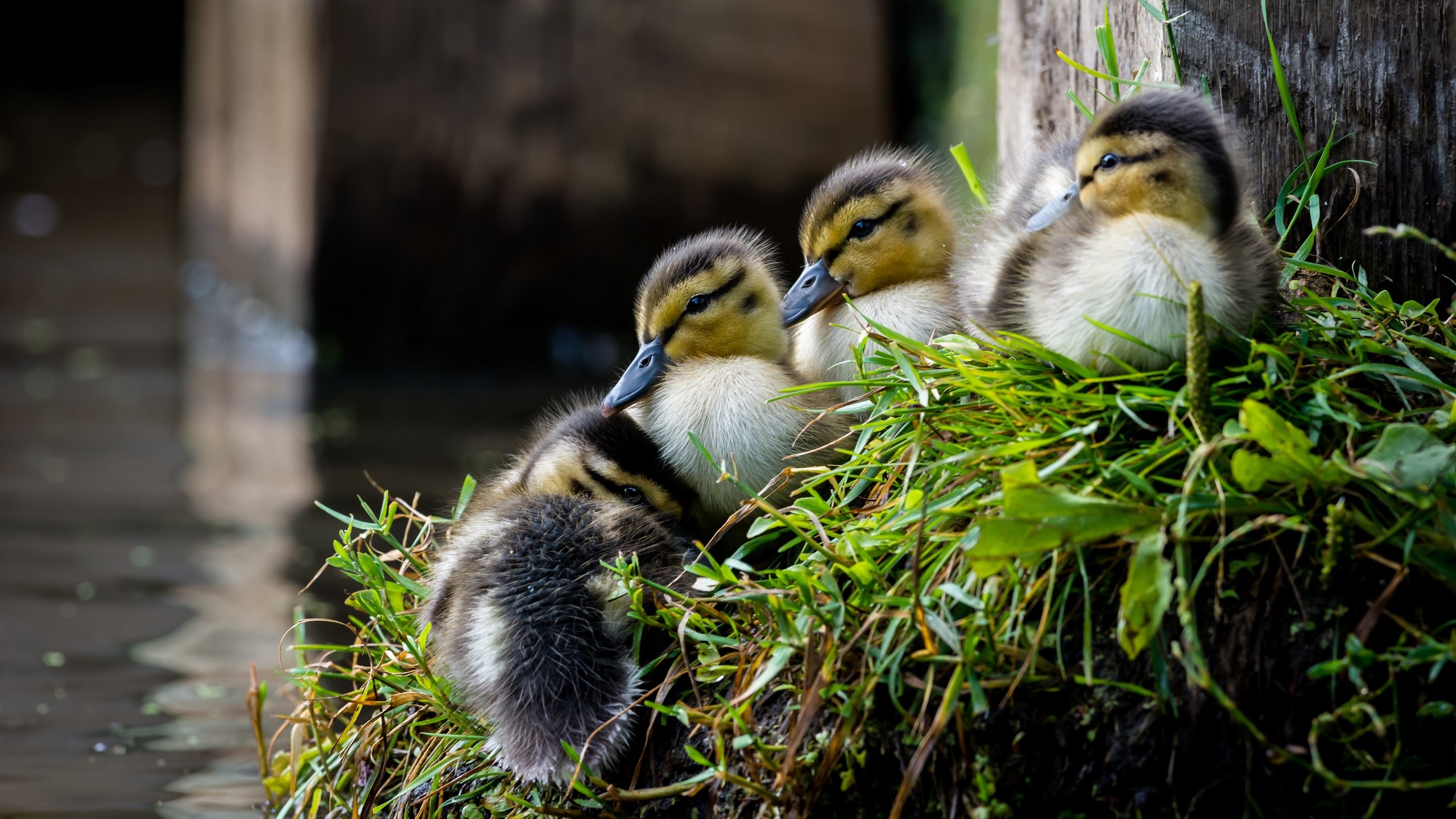 Four ducklings resting on grass by a wooden post HD Wallpaper