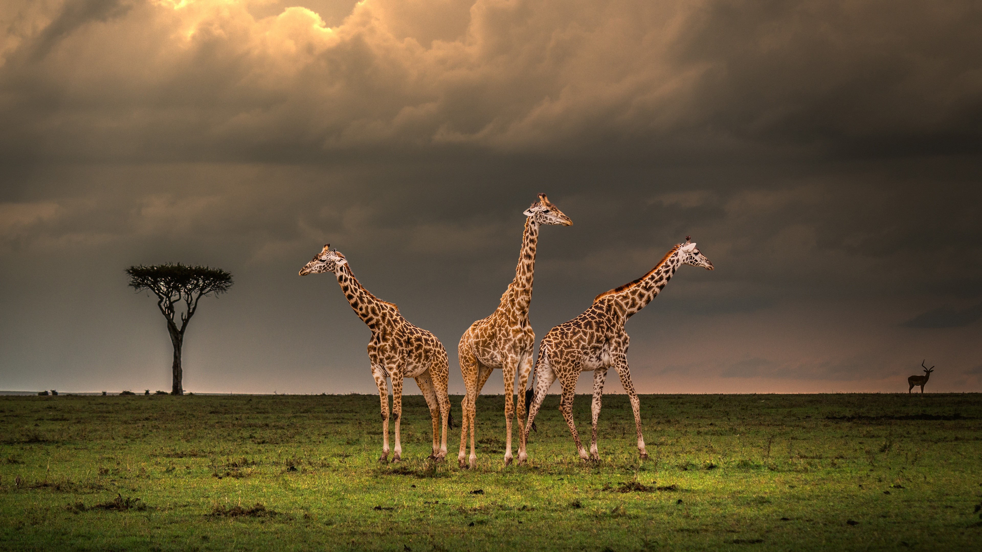 4K giraffes and antelope in savanna HD Wallpaper