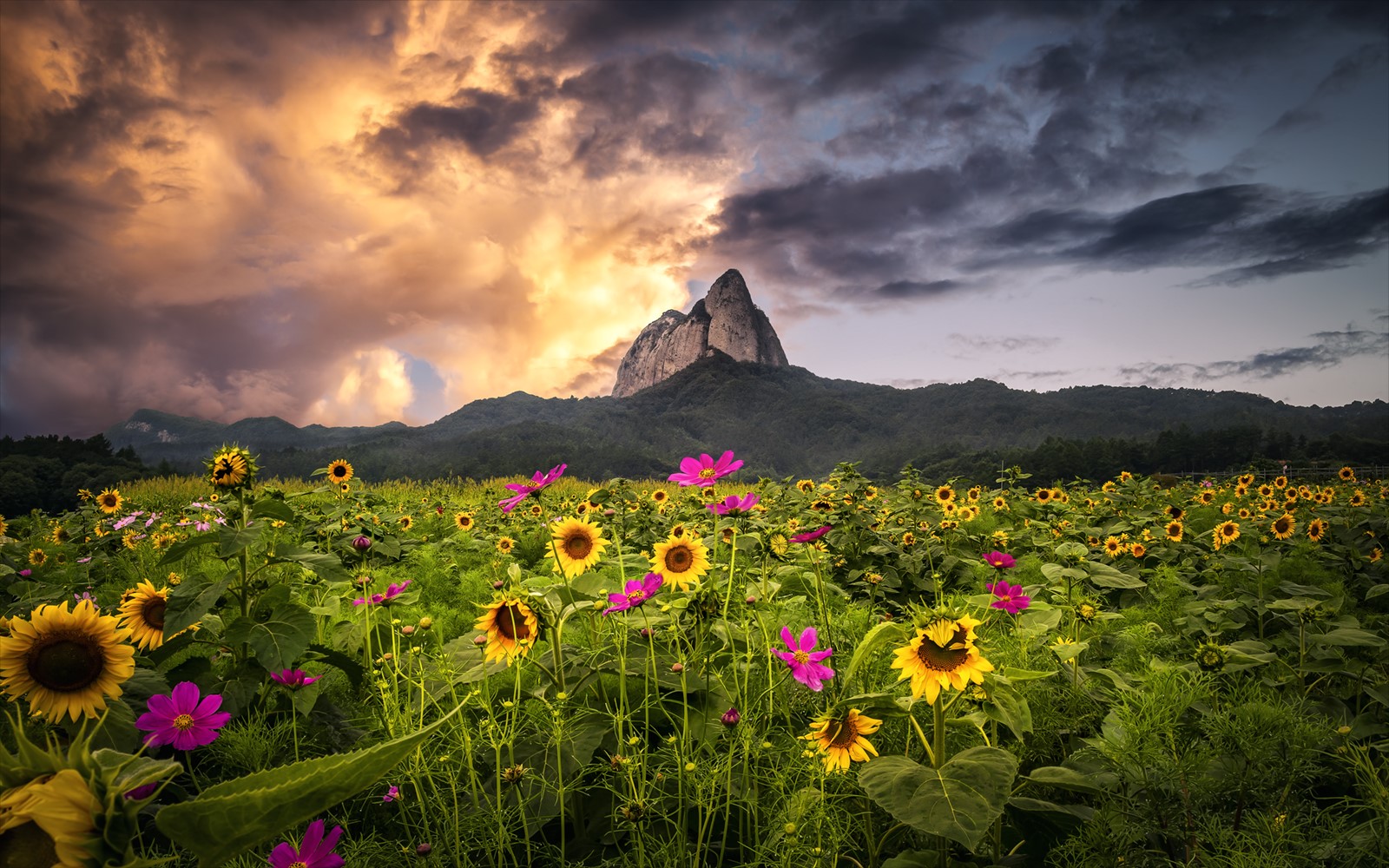 Field of sunflowers and pink flowers with a mountain under stormy clouds HD Wallpaper