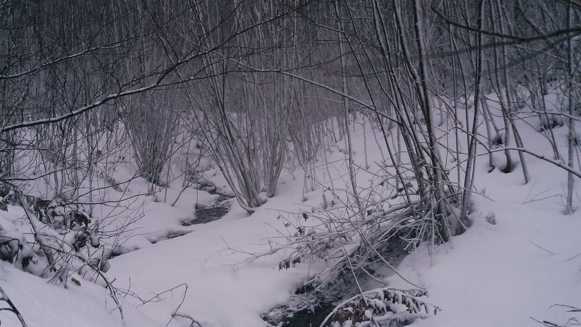 Snowy forest with a stream and bare branches HD Wallpaper