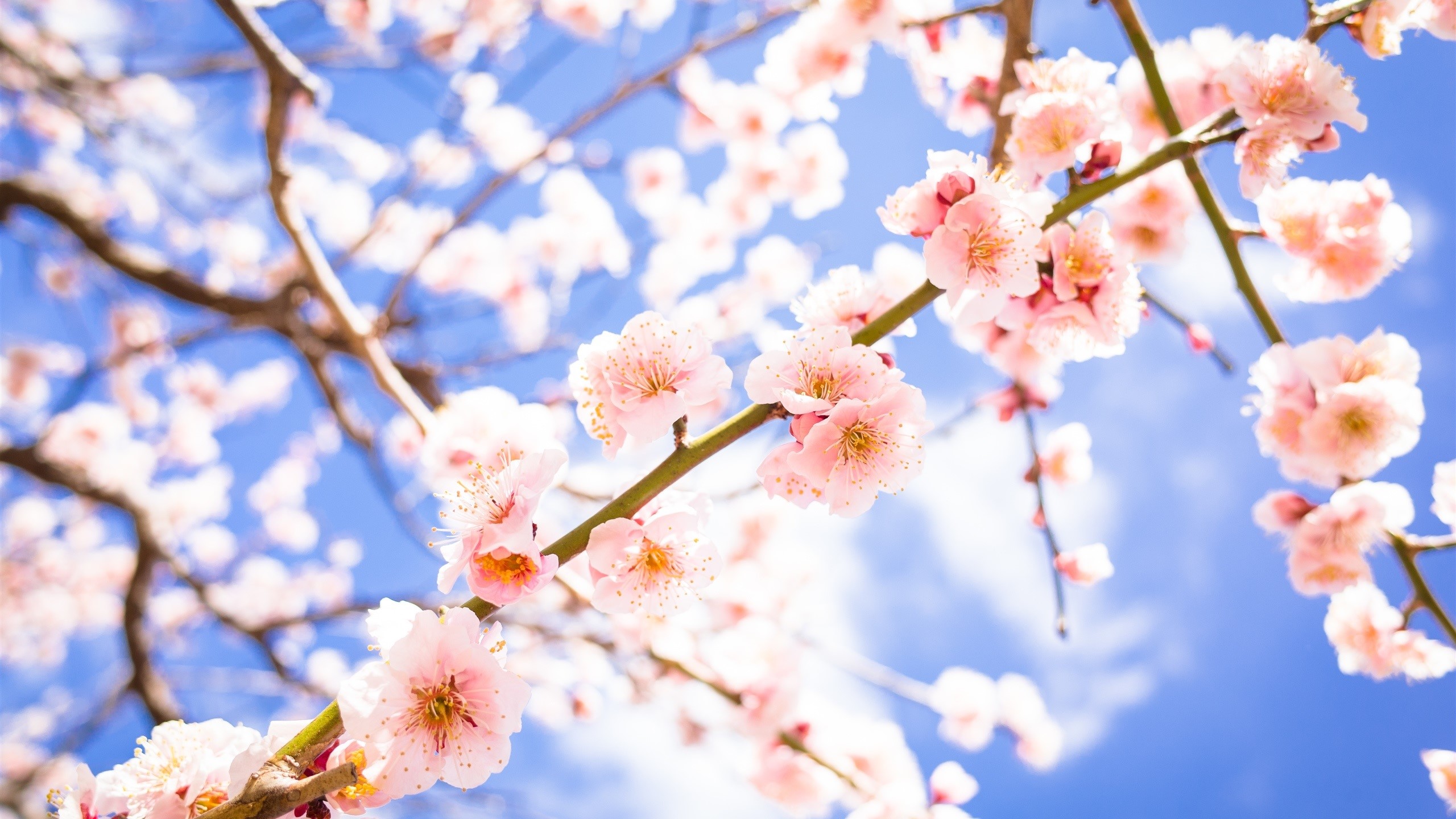 Pink cherry blossoms against a blue sky HD Wallpaper