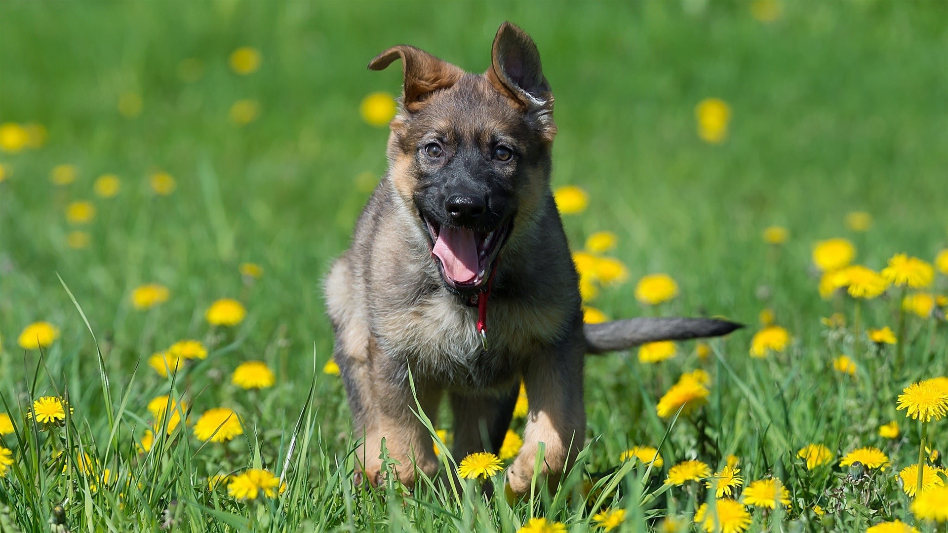 German Shepherd puppy running in a field of dandelions HD Wallpaper
