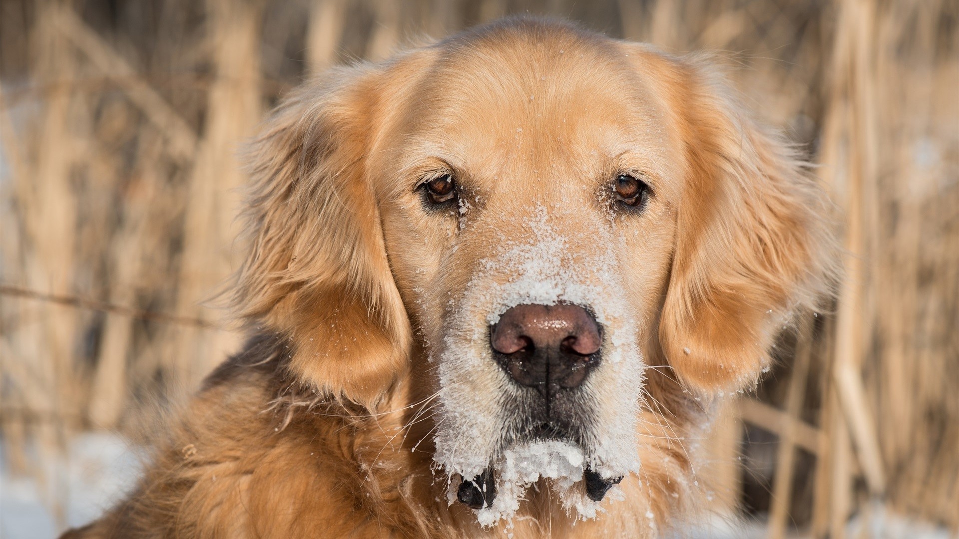Golden Retriever dog with snow on its face HD Wallpaper