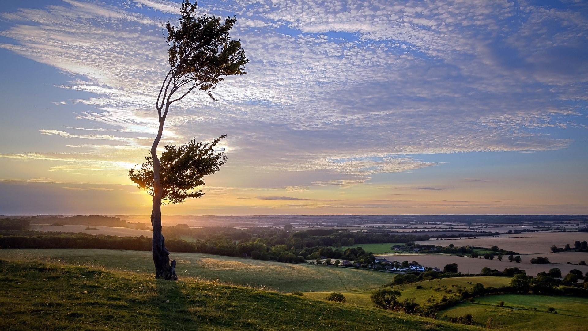Lone tree on a hill at sunrise with rolling landscape HD Wallpaper