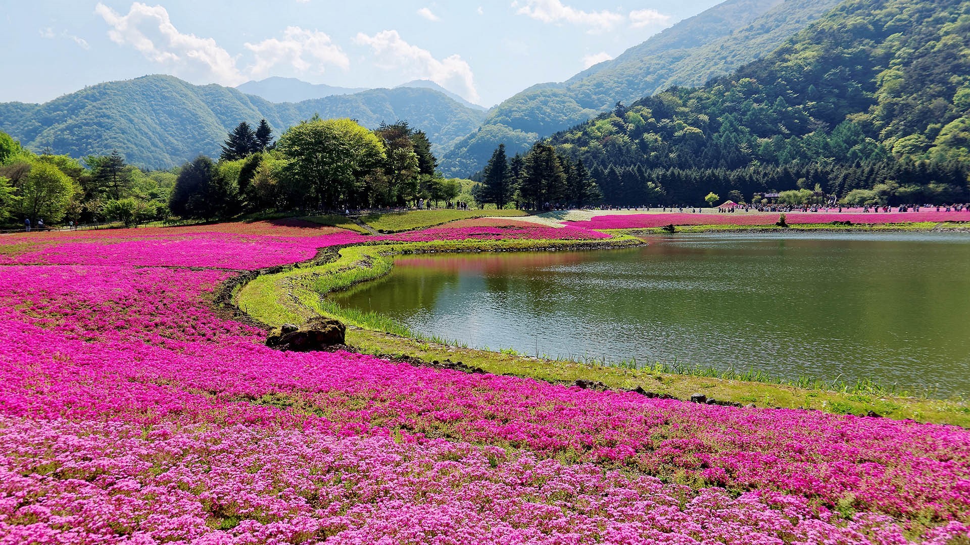 Pink Moss Phlox Flowers by Lake and Mountains in Japan HD Wallpaper