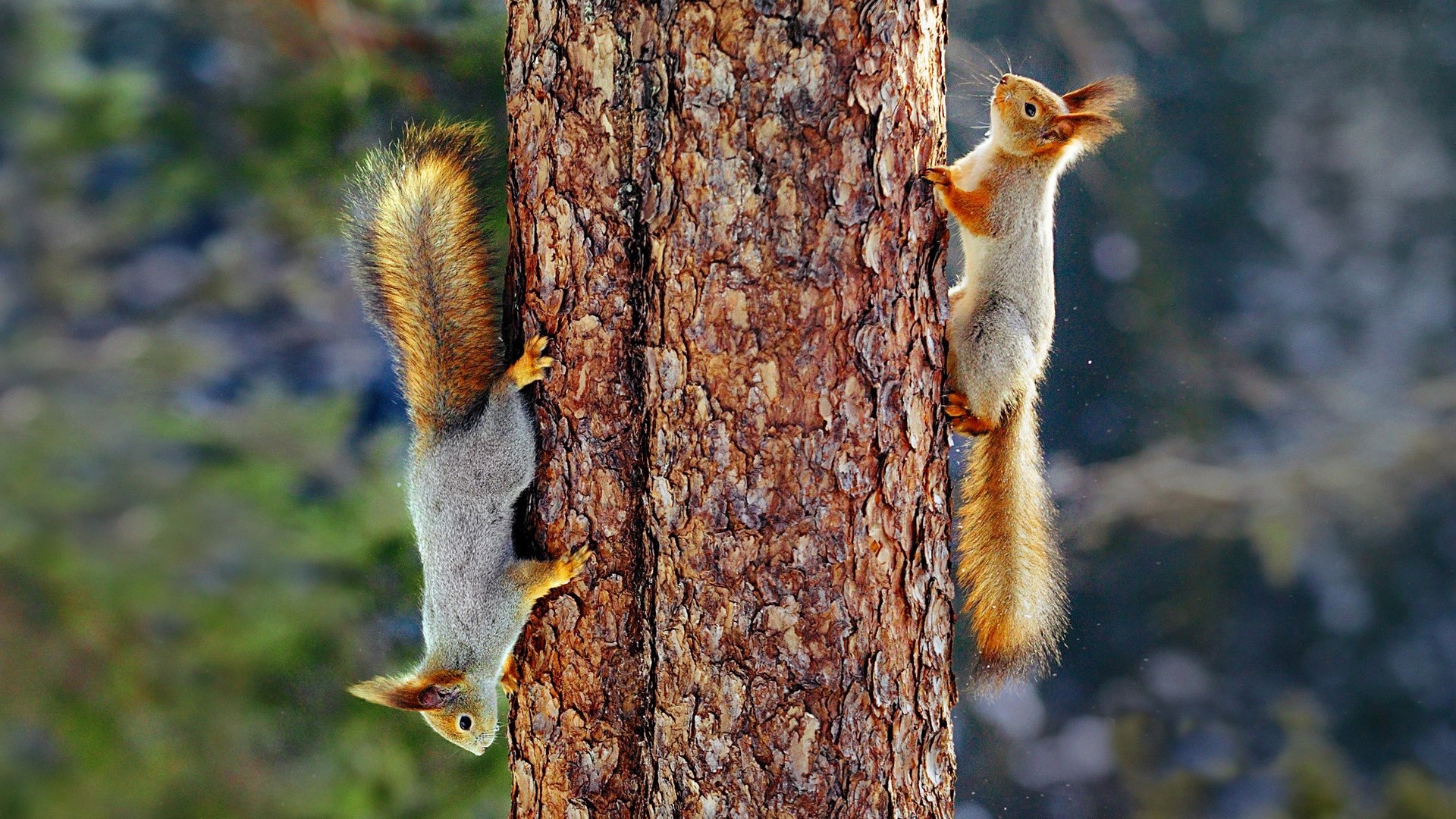 Two squirrels on a tree trunk HD Wallpaper