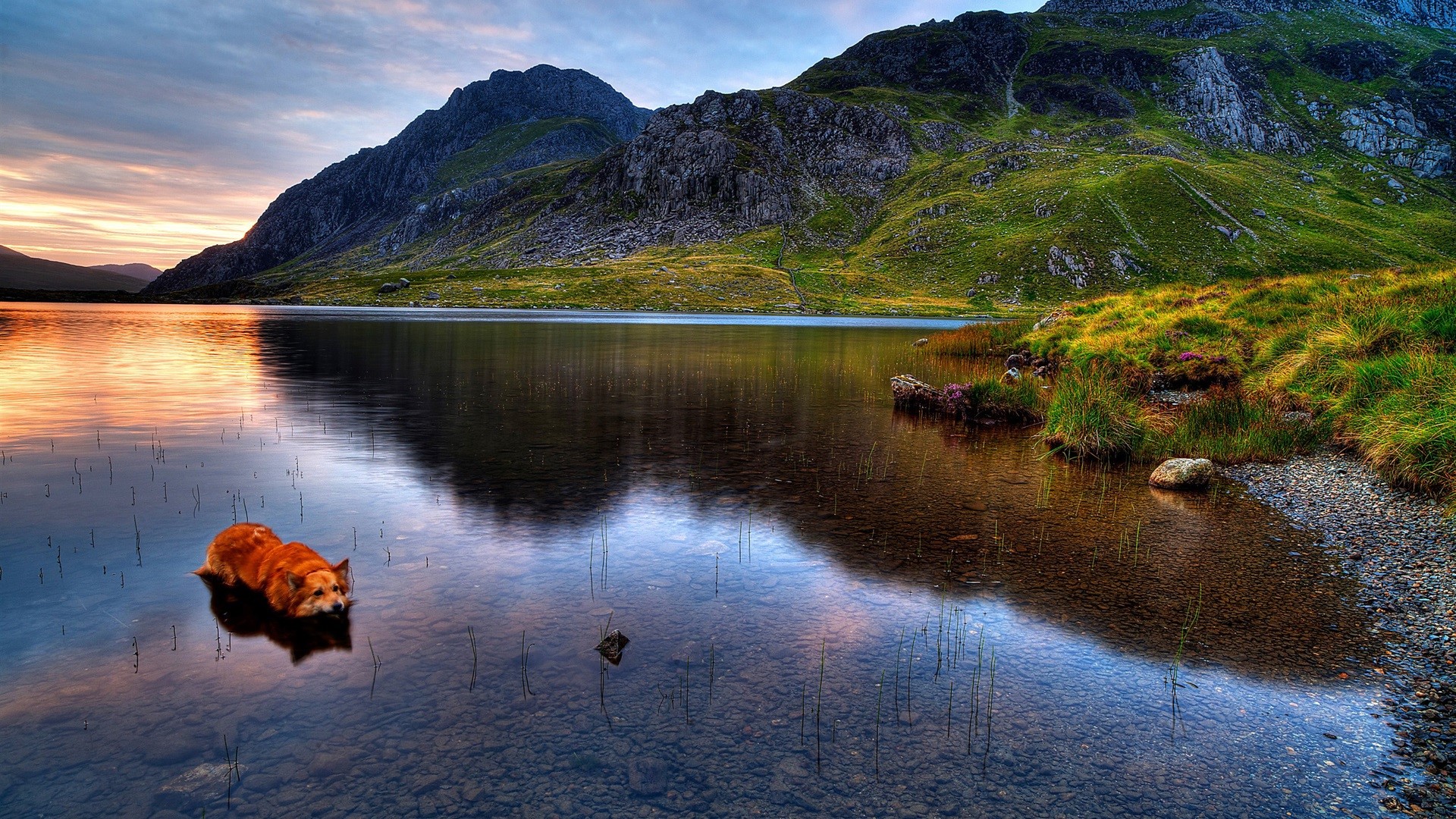 Dog in a lake with mountains and sunset HD Wallpaper