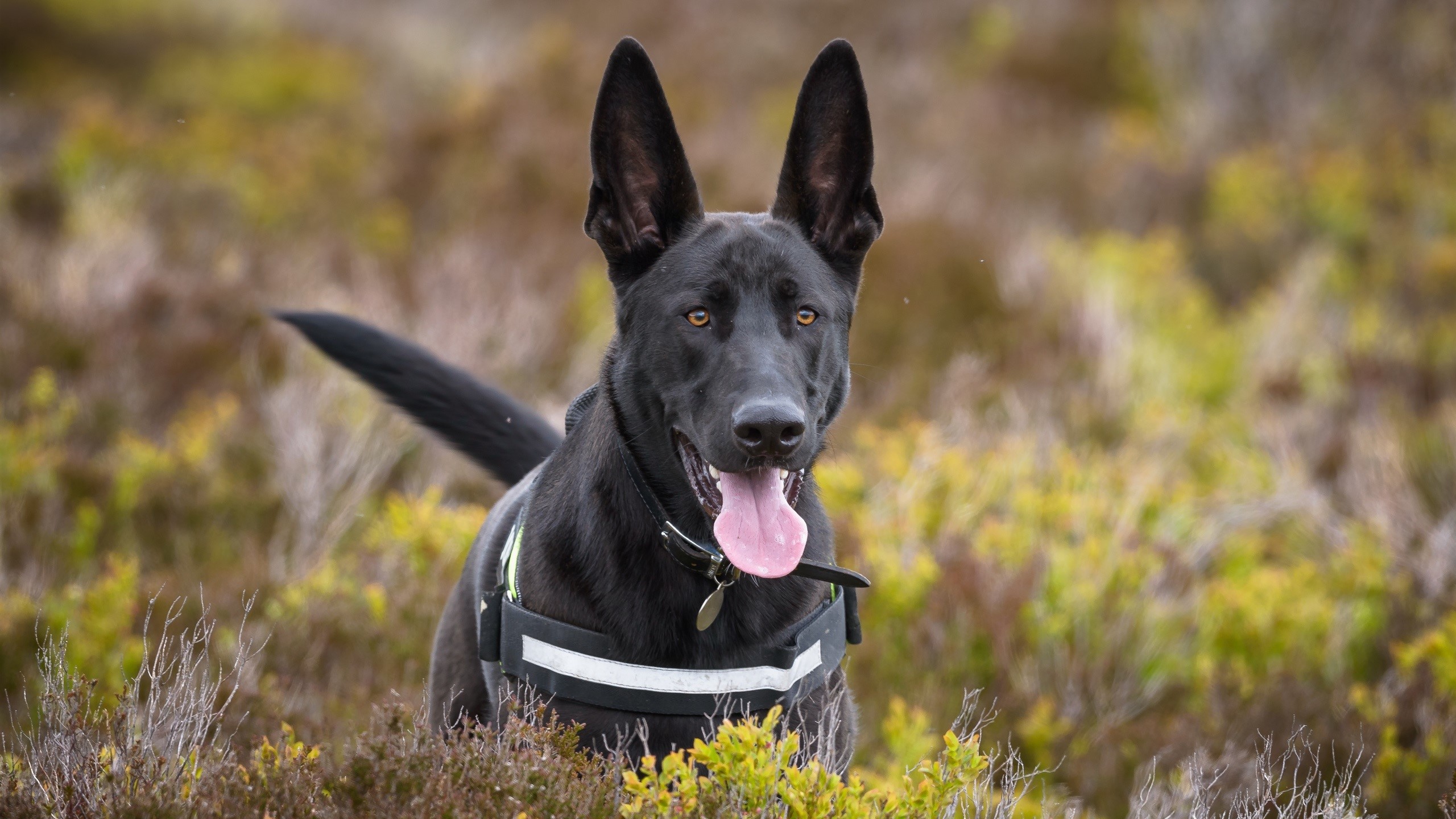 Black German Shepherd dog in a field HD Wallpaper