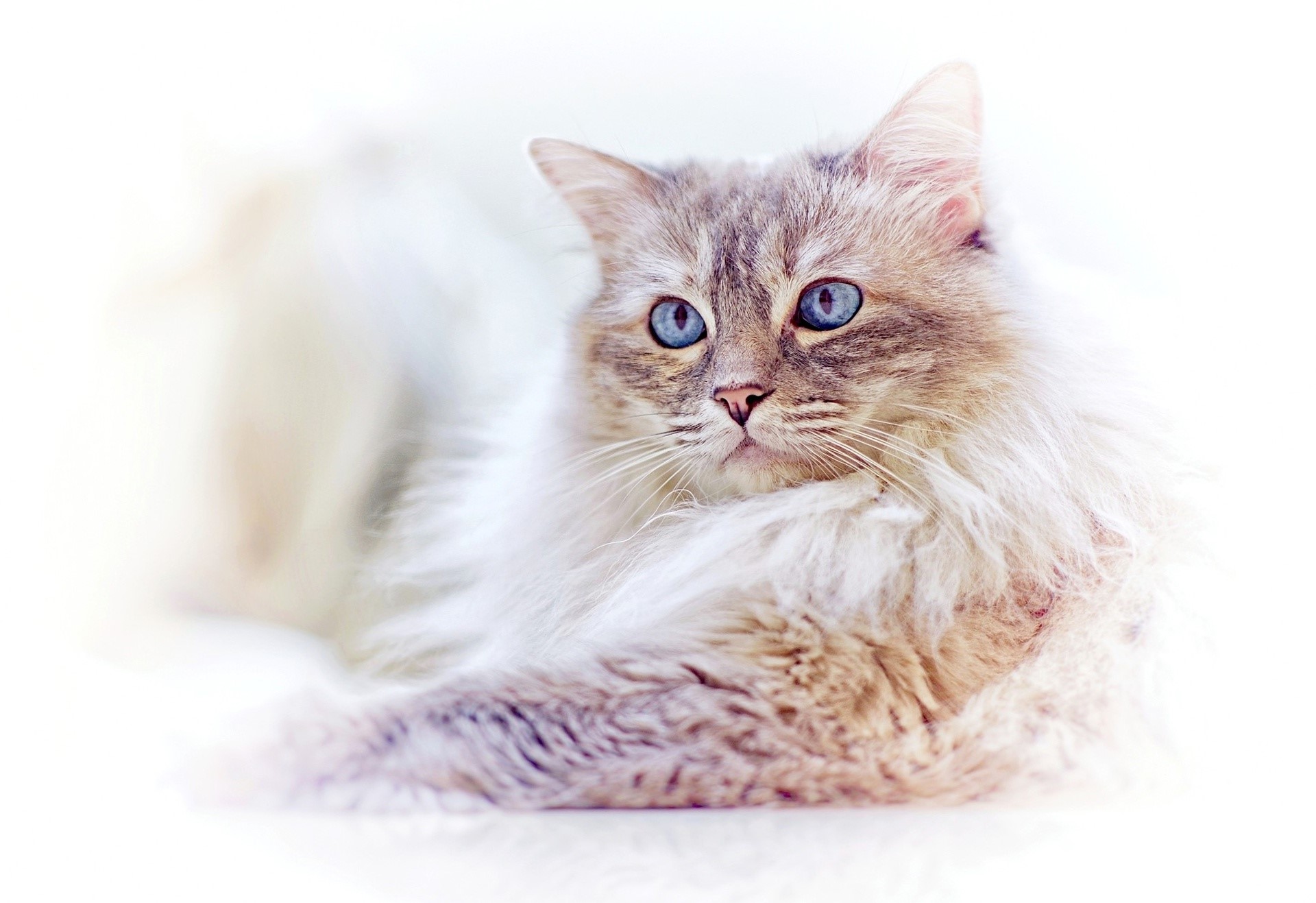 Fluffy cat with blue eyes HD Wallpaper