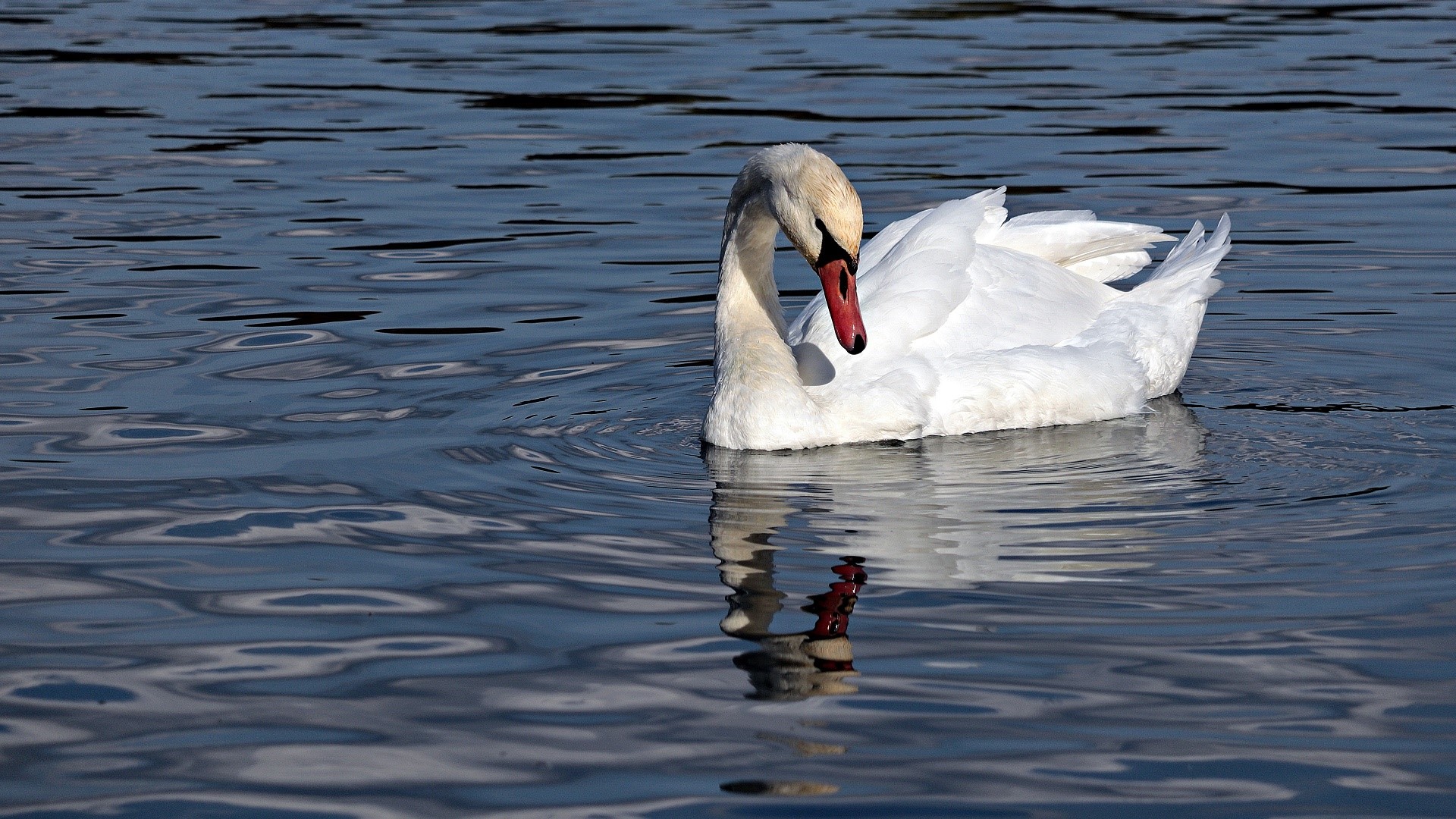 White swan swimming on blue water with reflection HD Wallpaper