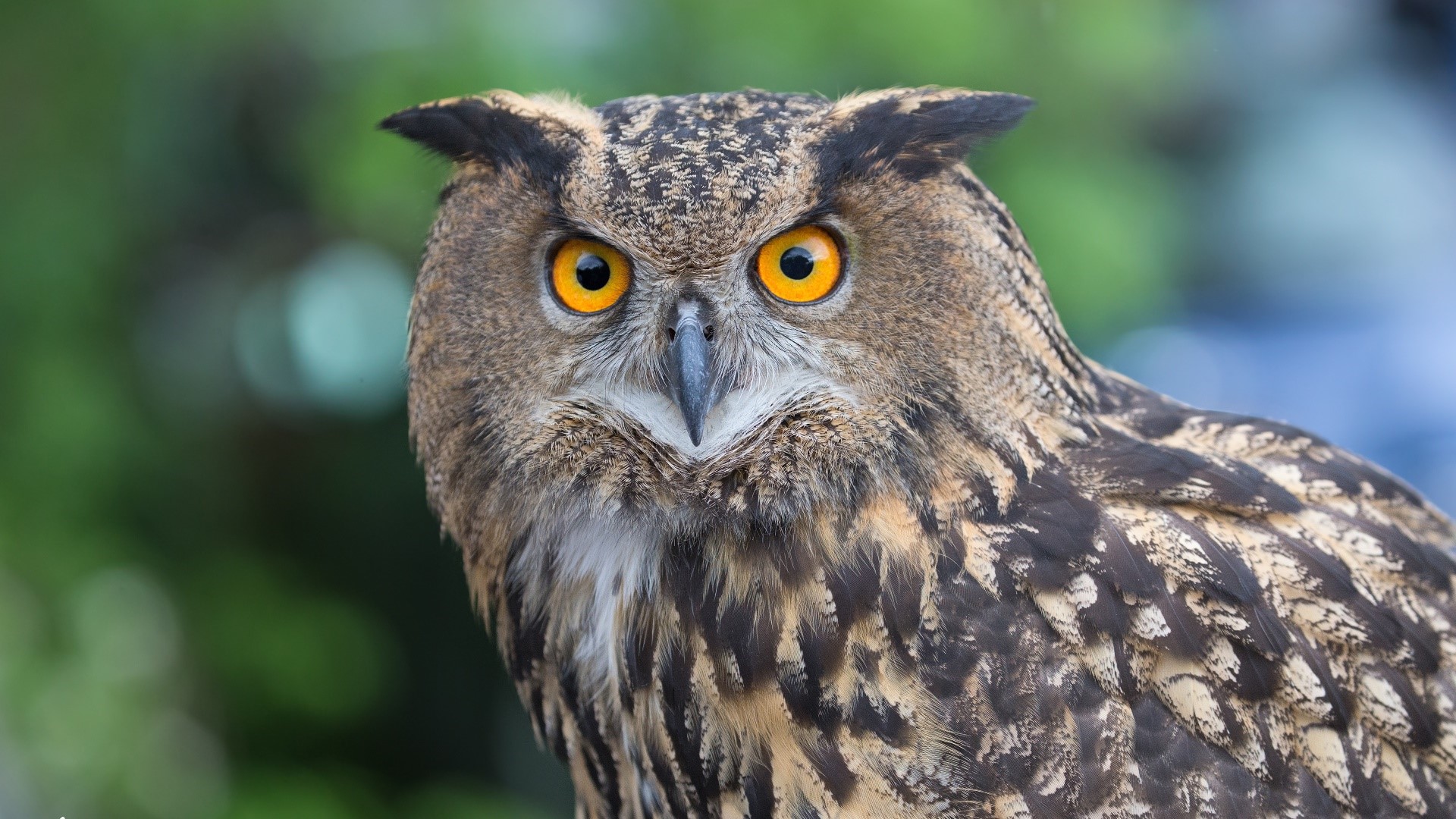 Close-up of a Eurasian Eagle-Owl with yellow eyes HD Wallpaper