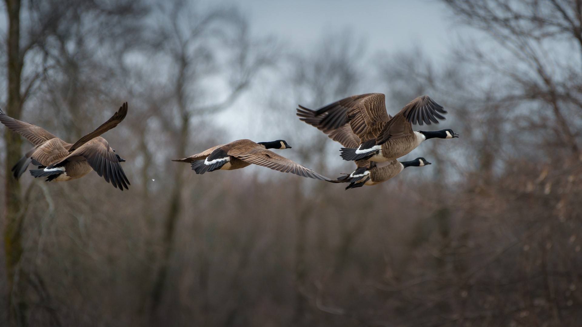 Four Canada Geese Flying in Formation HD Wallpaper