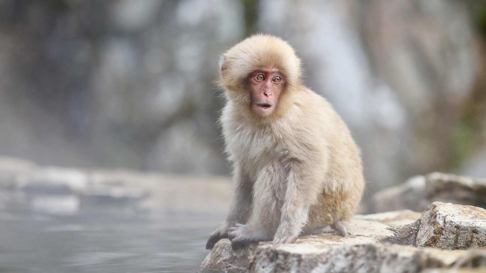 A young Japanese macaque sits on rocks near water HD Wallpaper