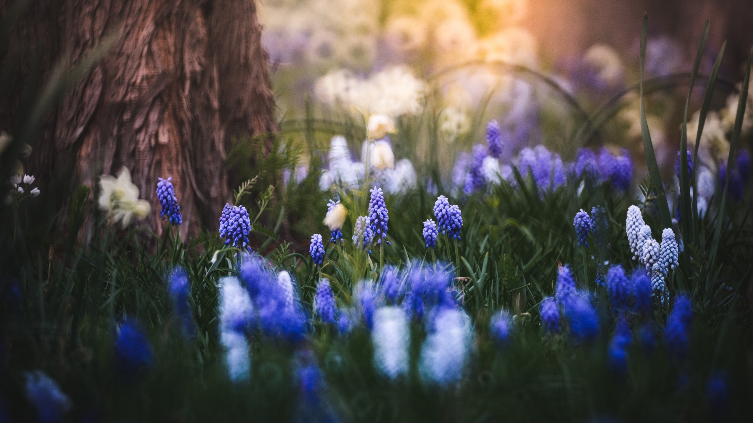 Purple and white grape hyacinth flowers by a tree HD Wallpaper