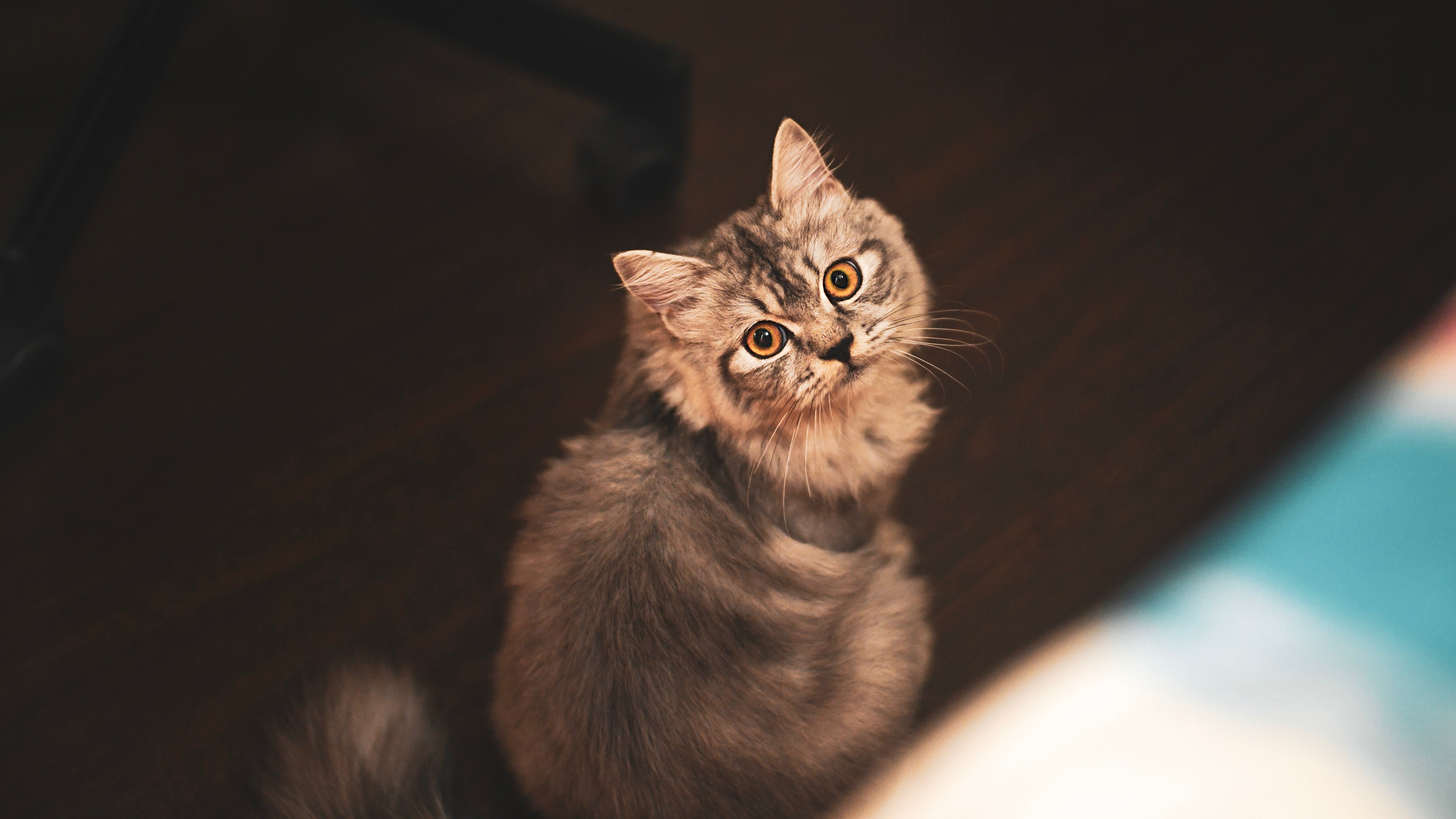 A fluffy tabby cat with orange eyes looks up HD Wallpaper