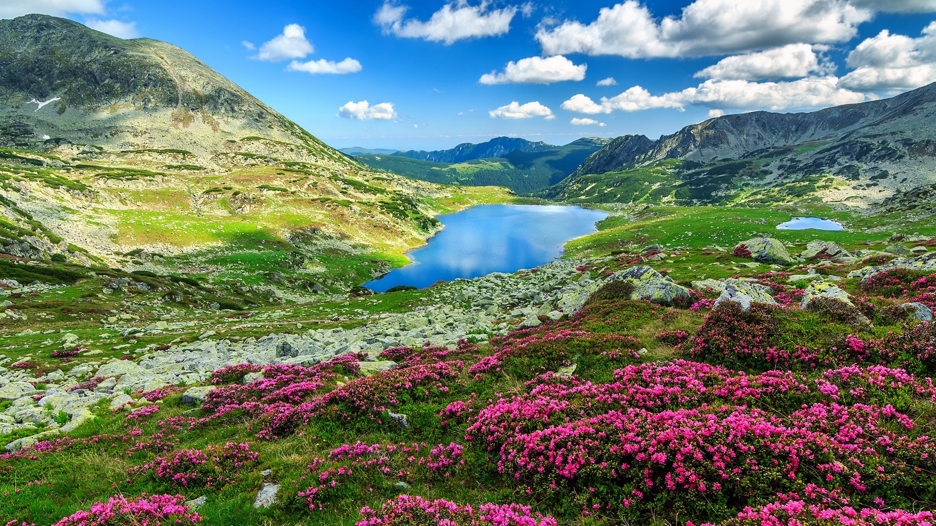 Mountain lake with pink rhododendrons in Retezat National Park, Romania HD Wallpaper