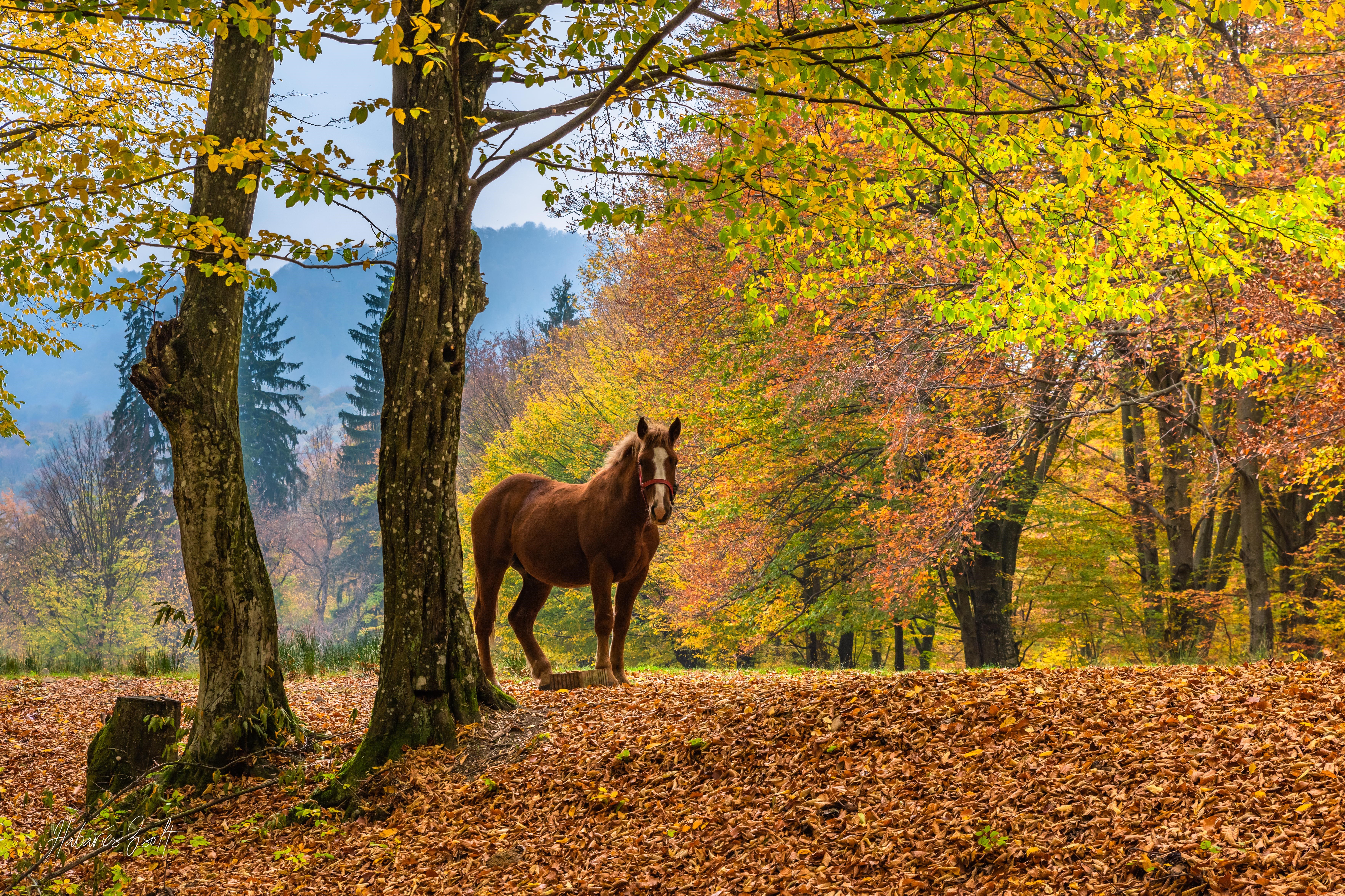Horse in a fall forest with colorful leaves HD Wallpaper