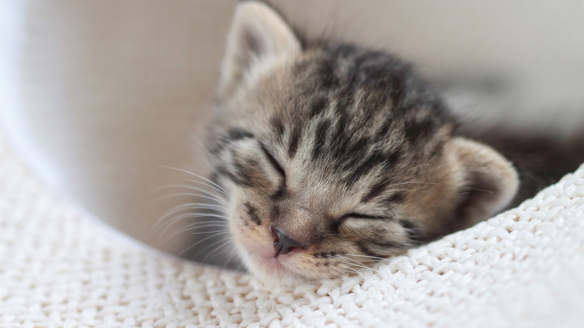 A sleeping tabby kitten on a white blanket HD Wallpaper
