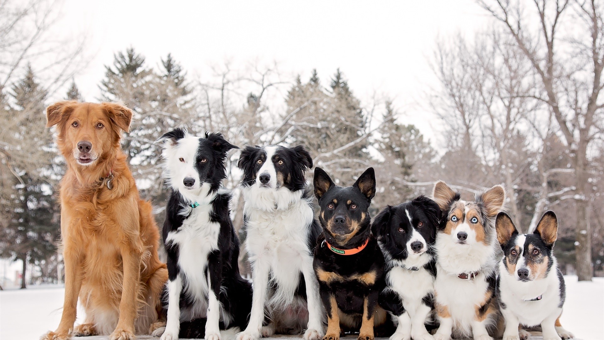 Group of dogs sitting in the snow outdoors HD Wallpaper