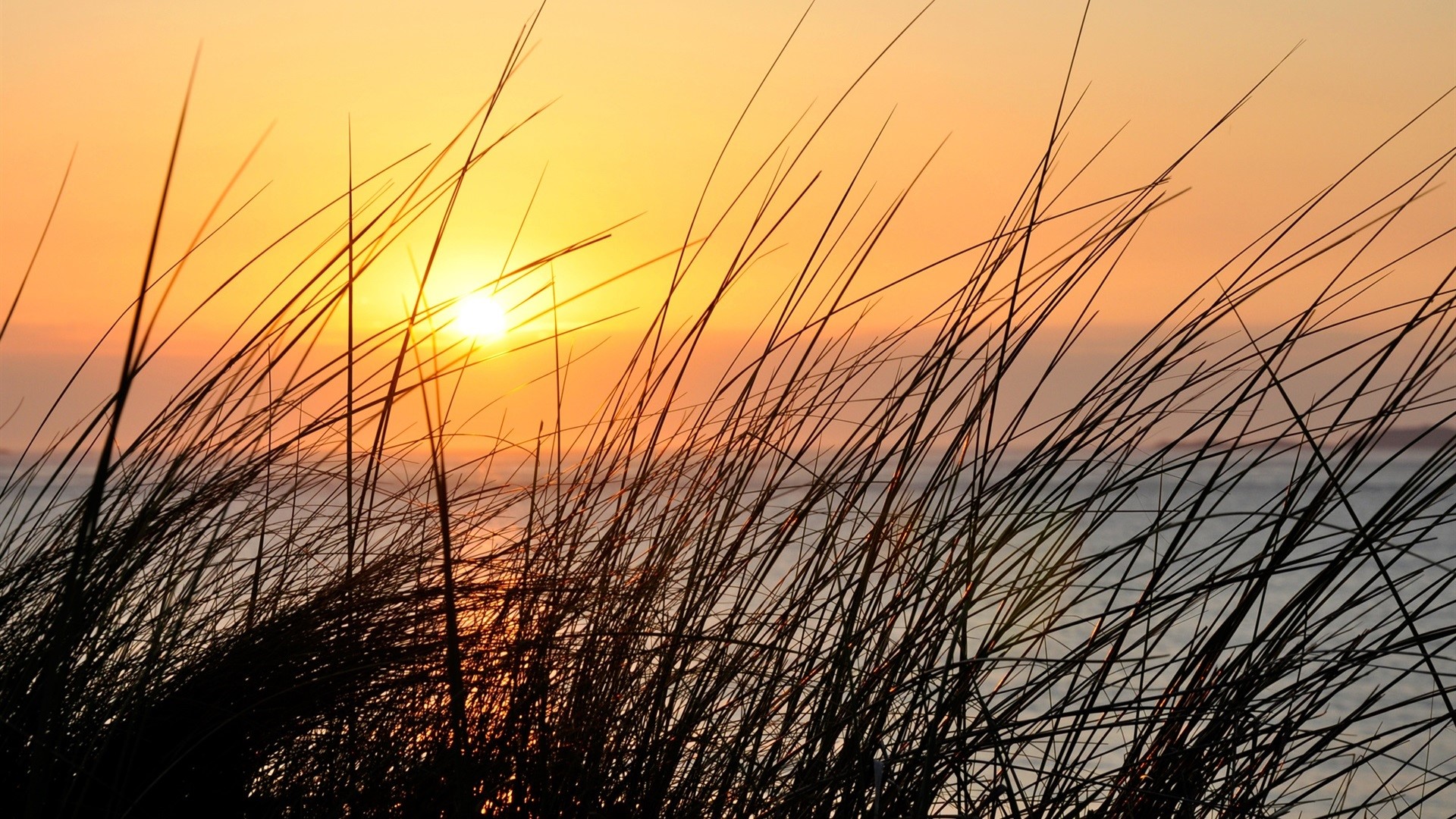 Tall grass silhouetted against a sunset over the ocean HD Wallpaper
