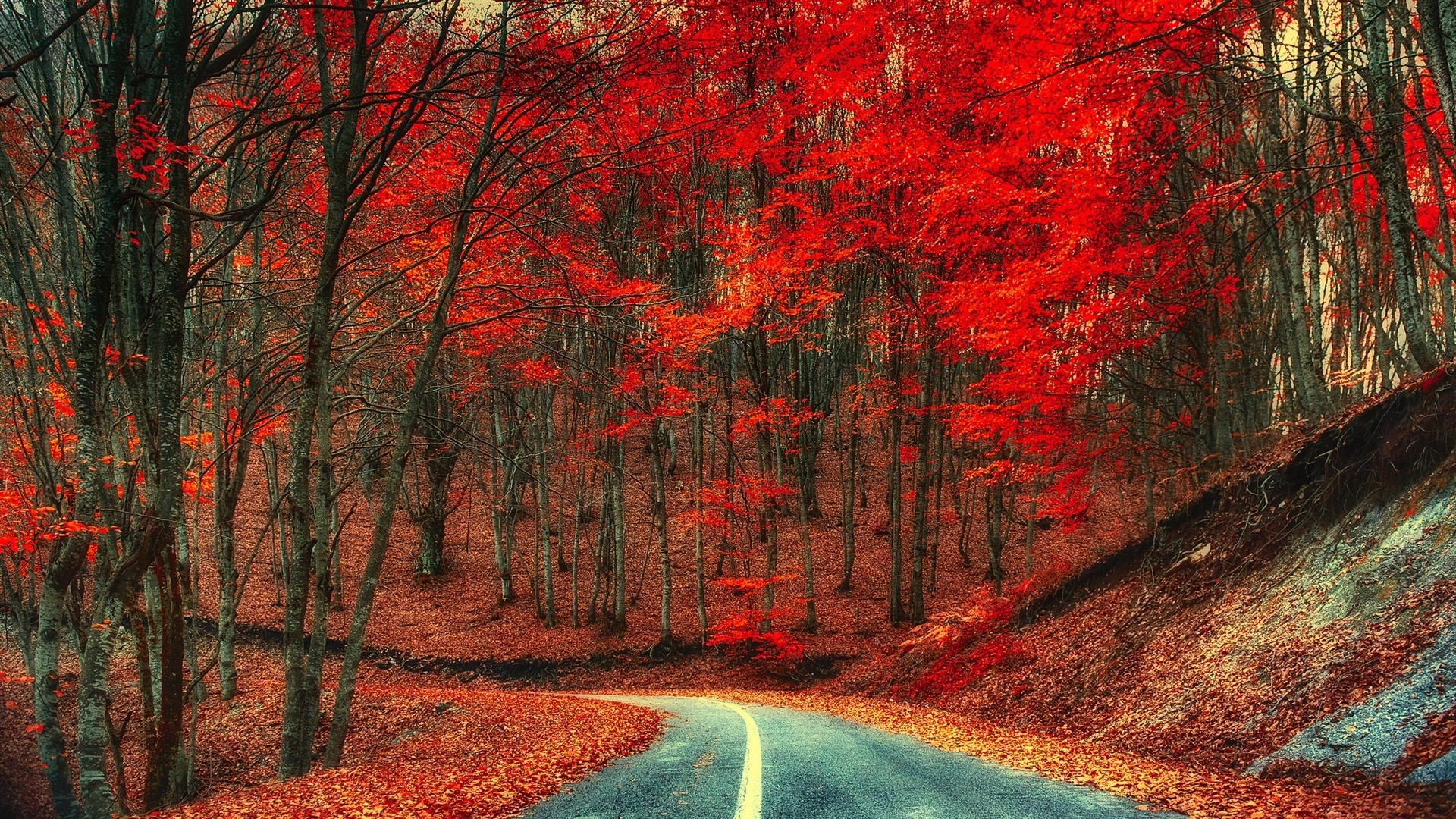 Autumn forest road with red trees HD Wallpaper