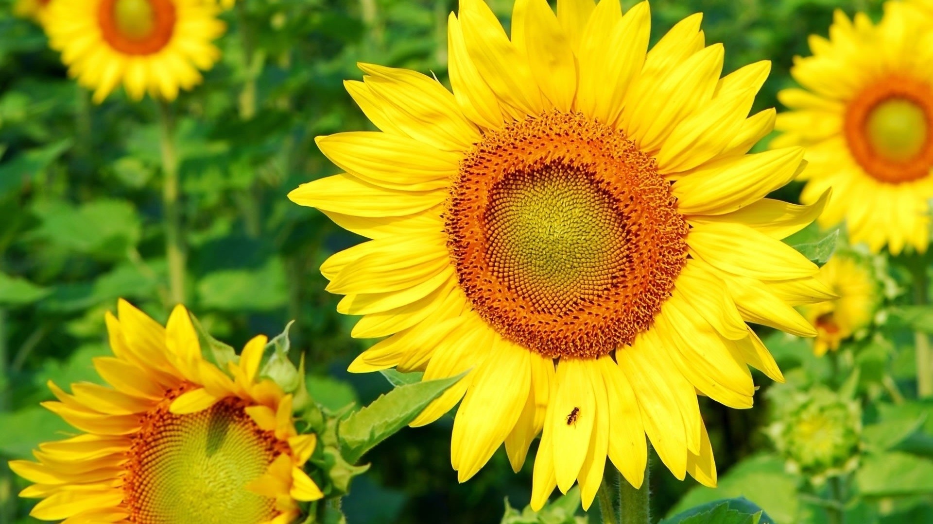 Close-up of a sunflower with an ant HD Wallpaper