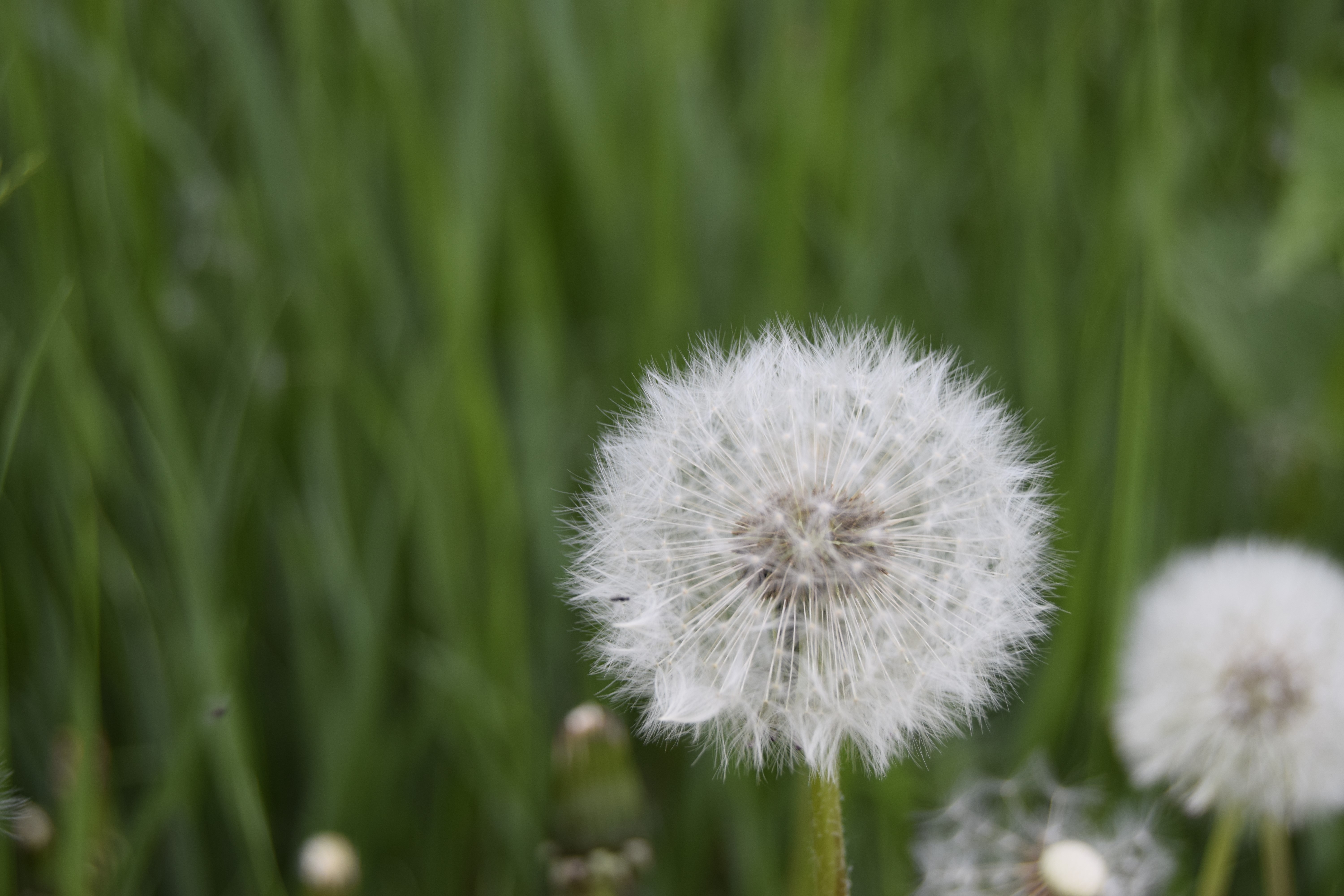 Dandelion seed heads in green grass HD Wallpaper