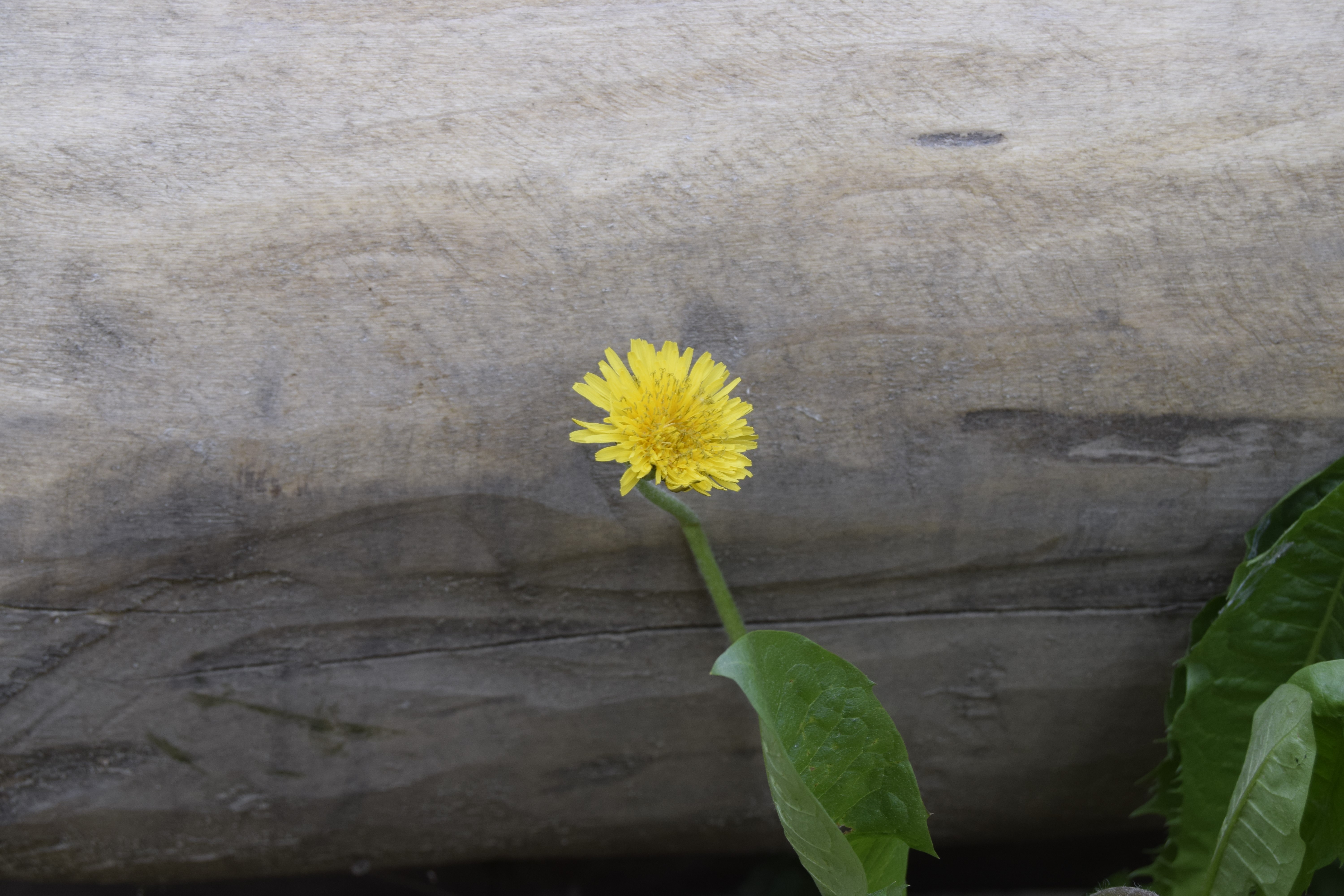 Yellow flower on a wooden background HD Wallpaper