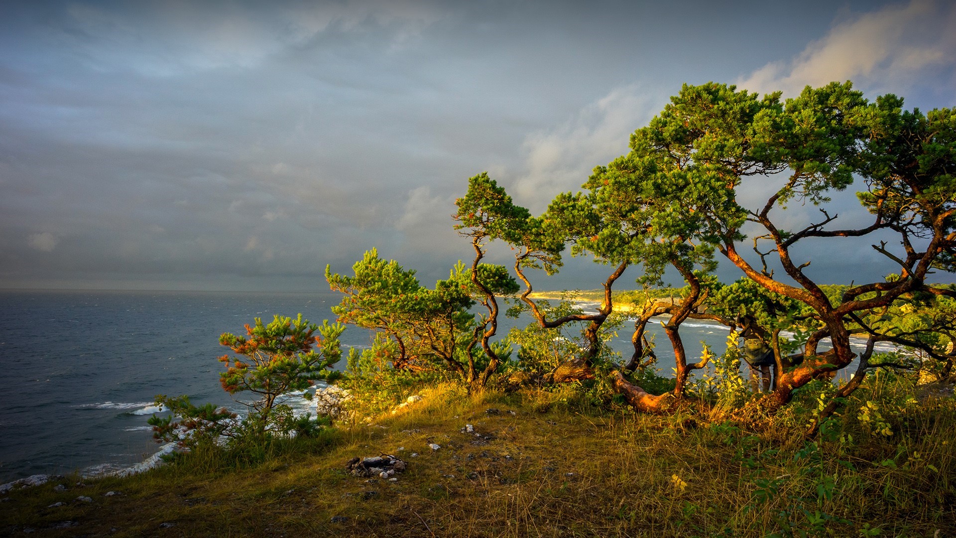 Pine trees on a cliff overlooking the sea in Gotland, Sweden HD Wallpaper