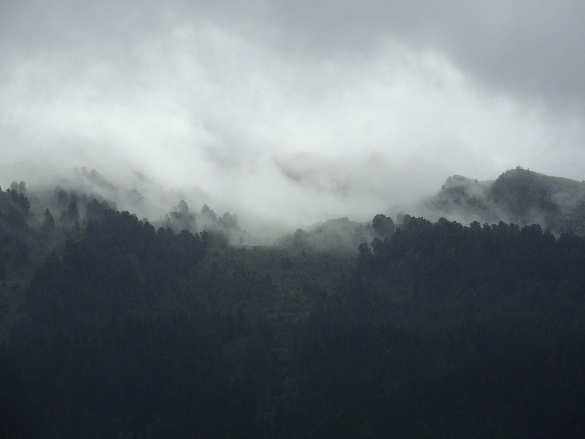Misty forest landscape with dark trees HD Wallpaper