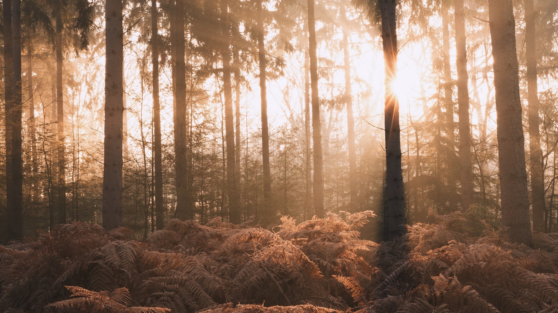Sun rays filtering through a forest with ferns HD Wallpaper