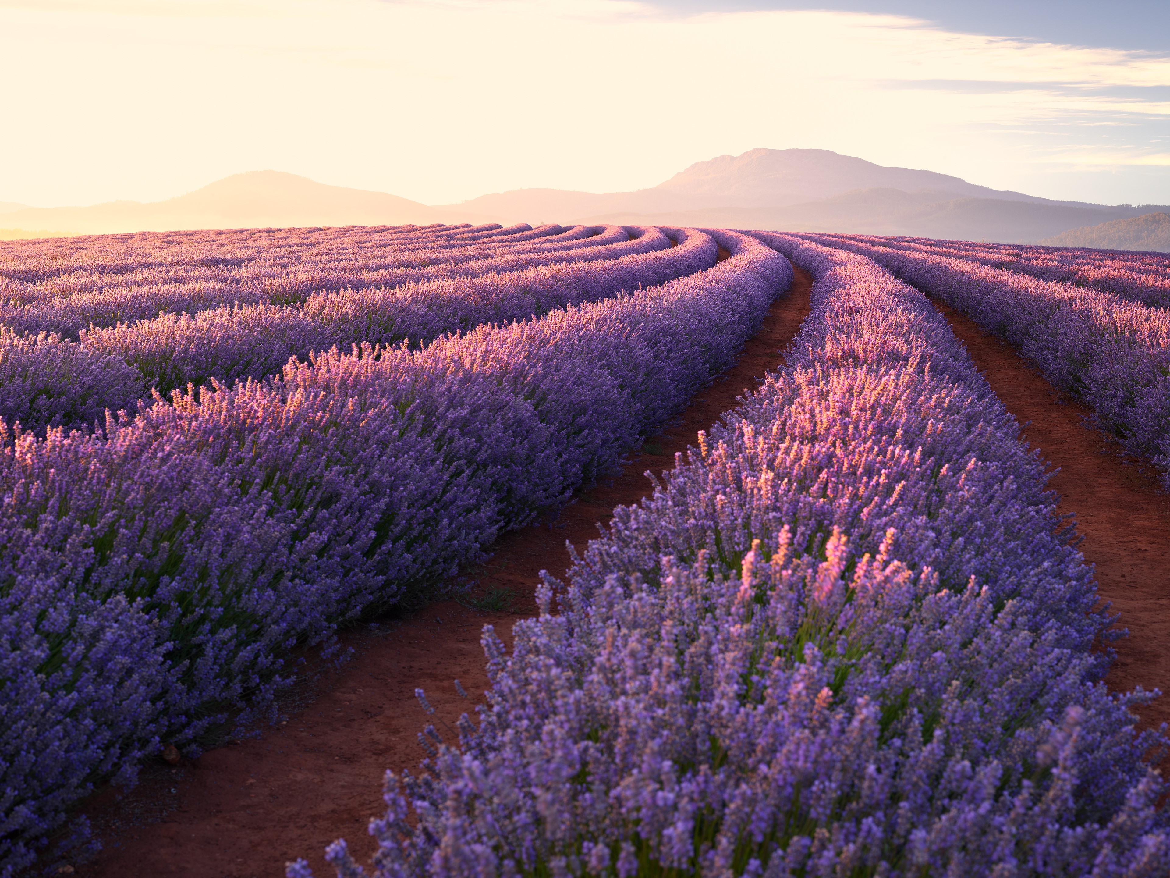 Lavender field at sunrise with mountains HD Wallpaper