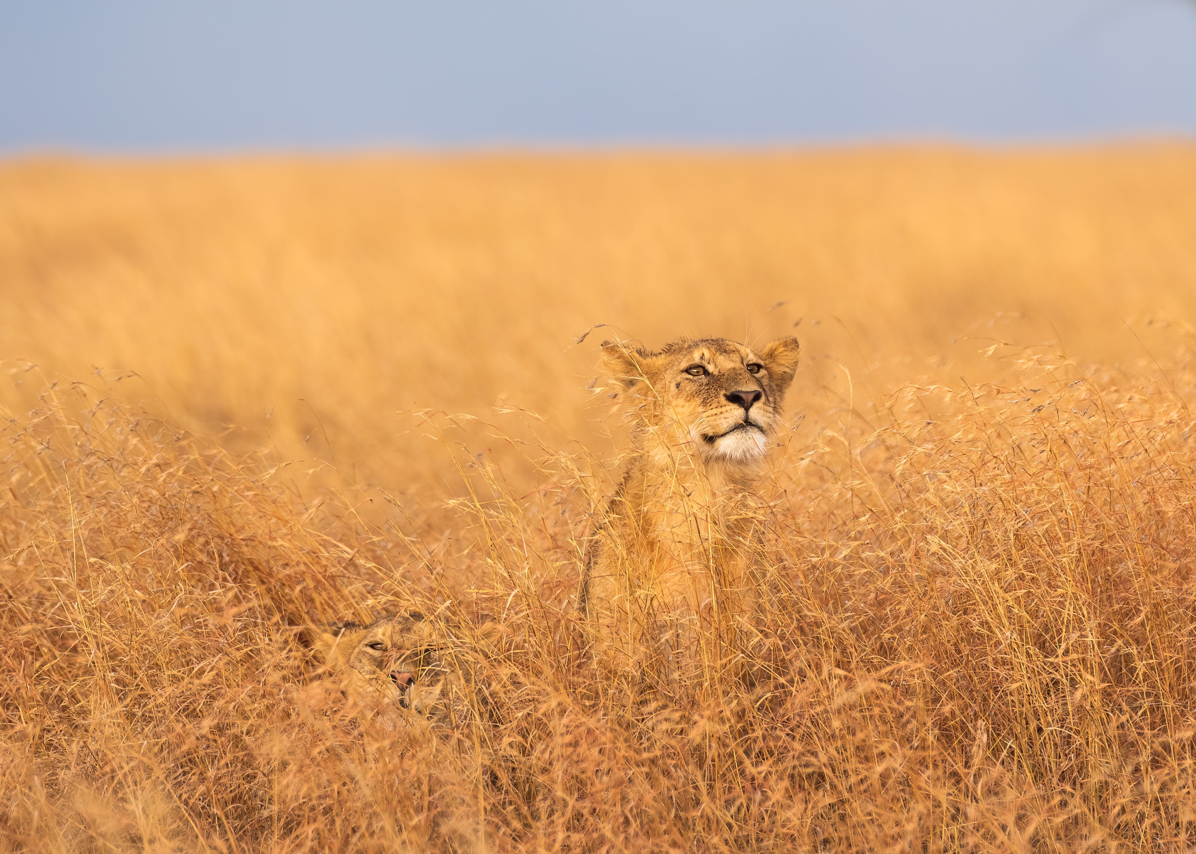 Lions in the tall grass of Serengeti, Tanzania HD Wallpaper
