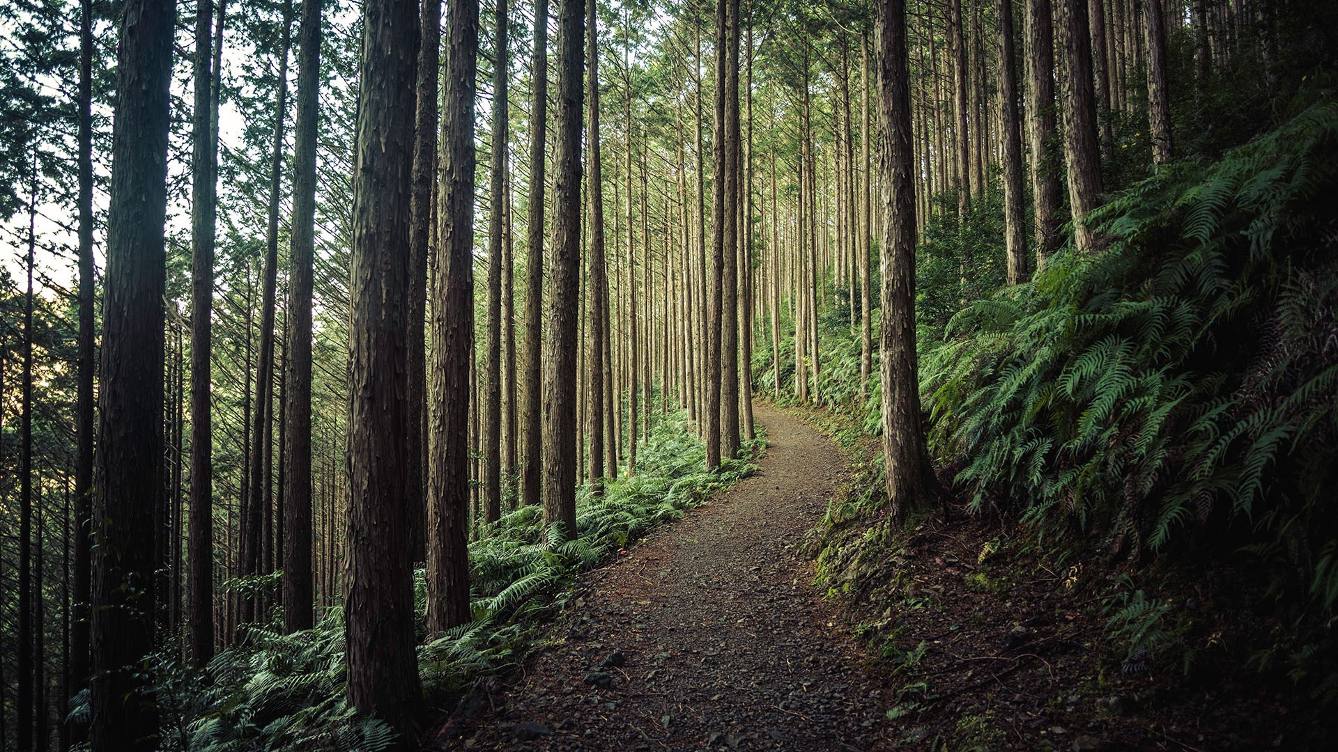 A path winds through a dense forest of tall trees. HD Wallpaper