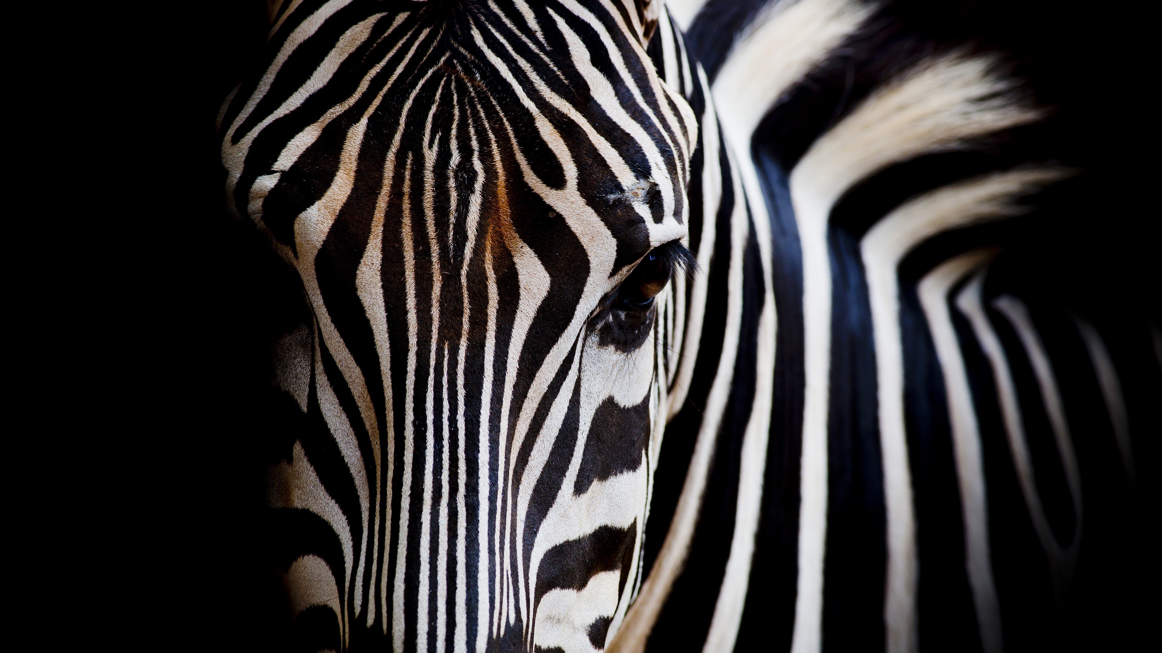 Close-up of a zebra's face with black and white stripes HD Wallpaper