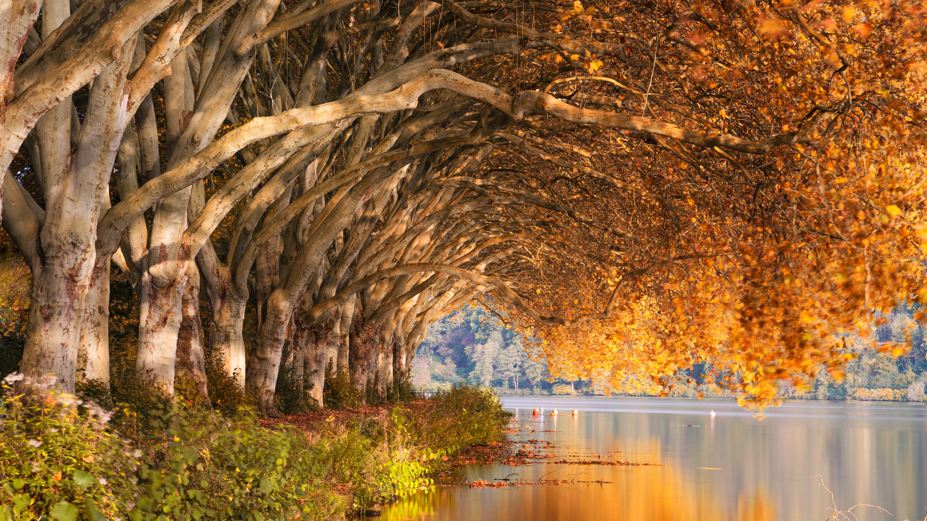 Autumn trees lining a river HD Wallpaper